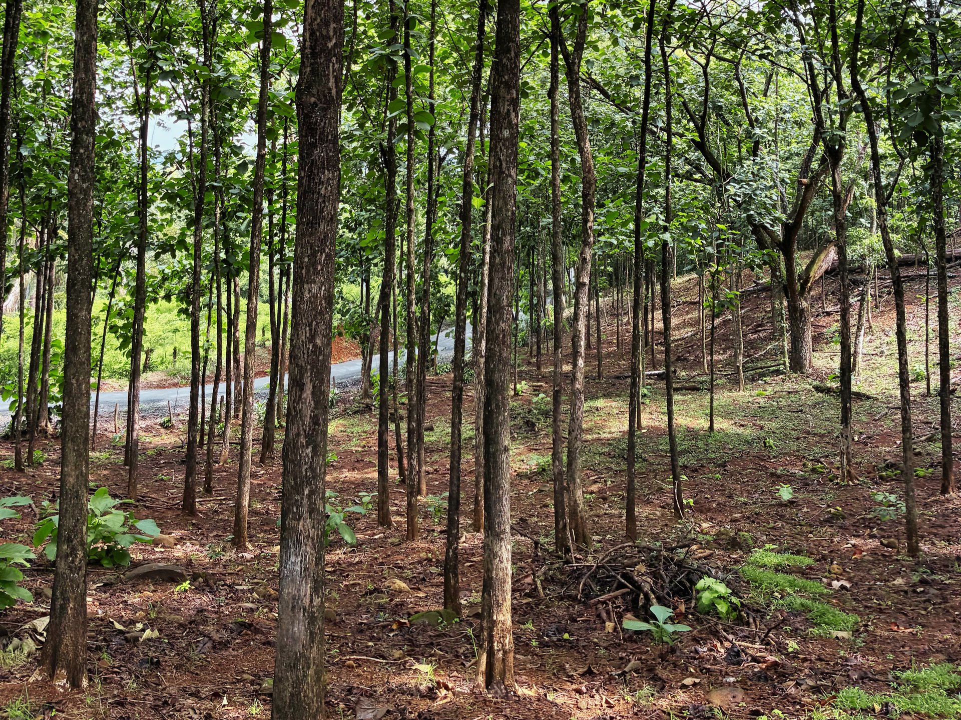 7-Hectare Farm with Teak Plantation, Existing Home & Eco-Development Potential Near Parrita, Costa Rica