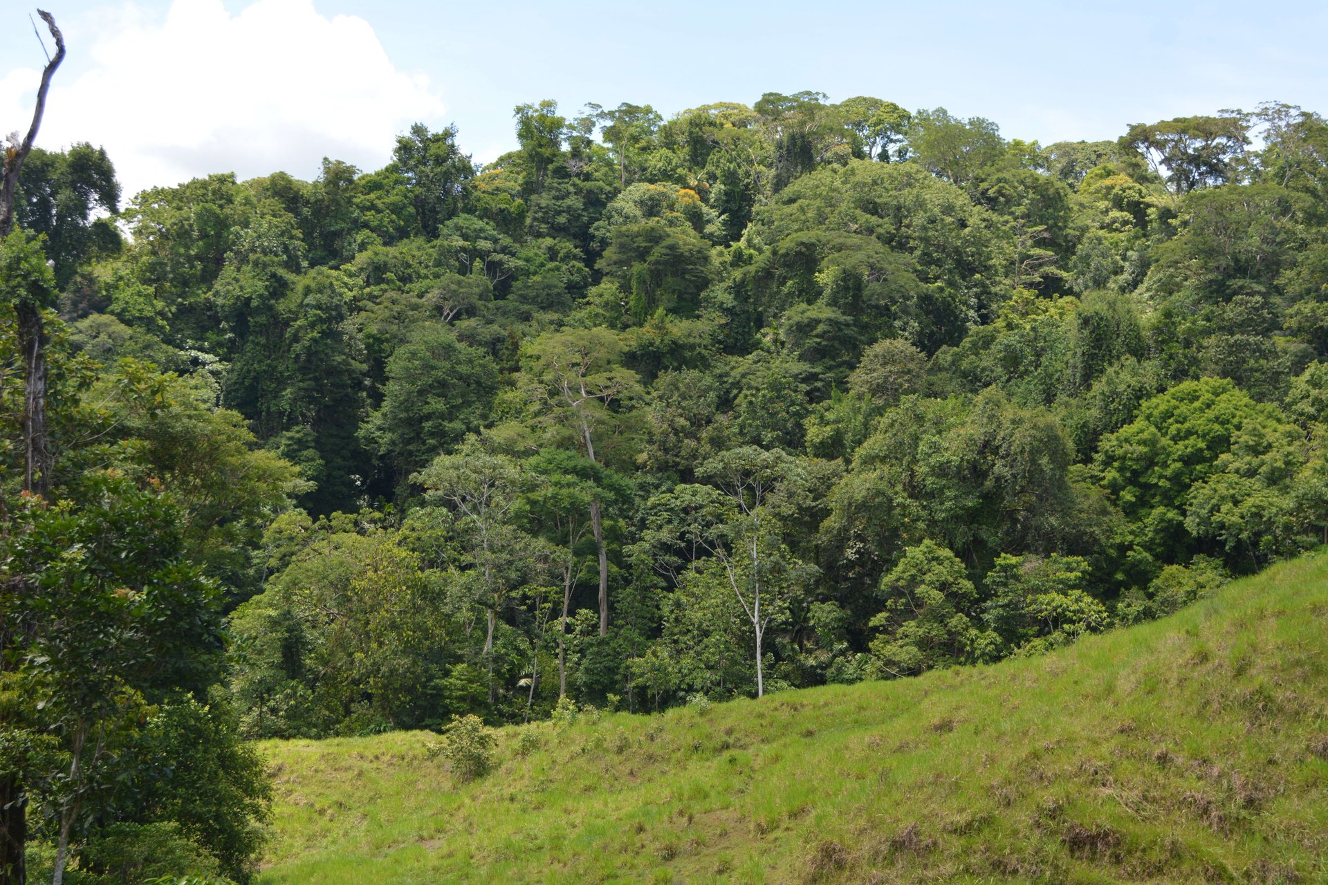 Osa Peninsula Los Mogos Magic Golfo Dulce Views 71 Acres