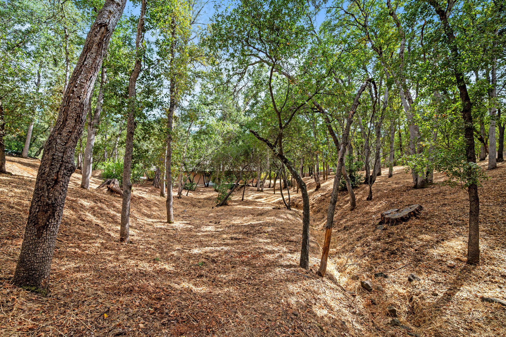 Wooded property with mature trees surrounding a leaf-covered ravine and a building partly visible in the background.