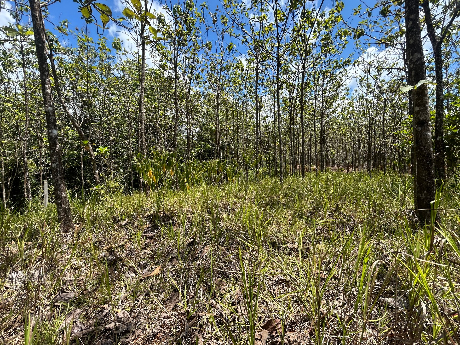 Prime 1.24-Acre Land in Matapalo / San Andrés – Ready to Build