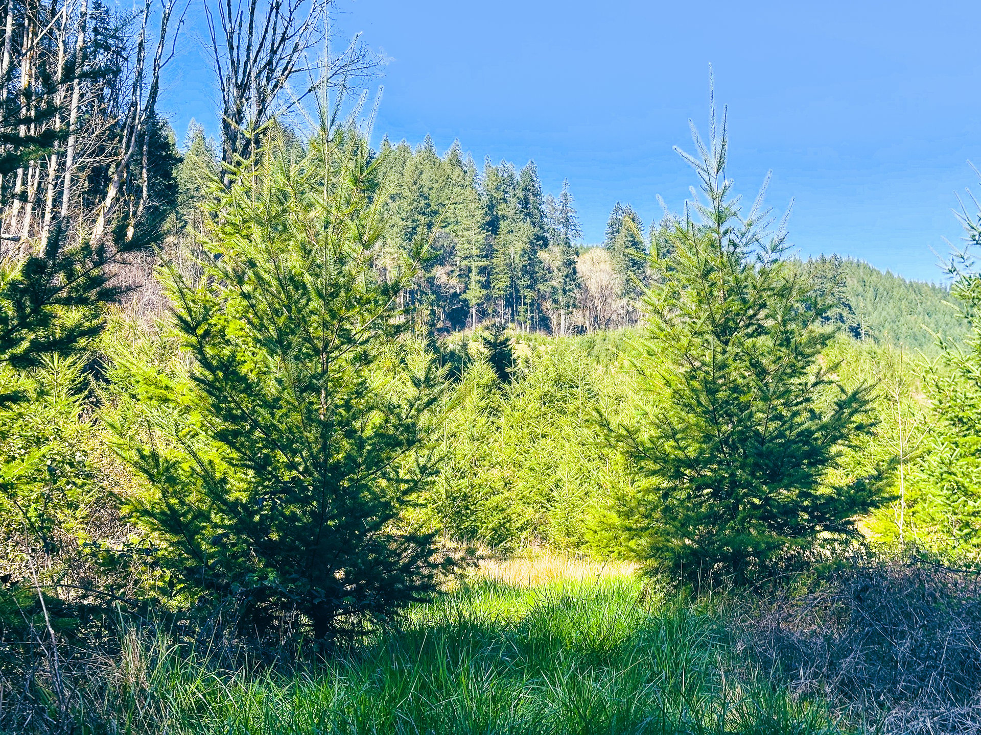 Coyote Creek Forest