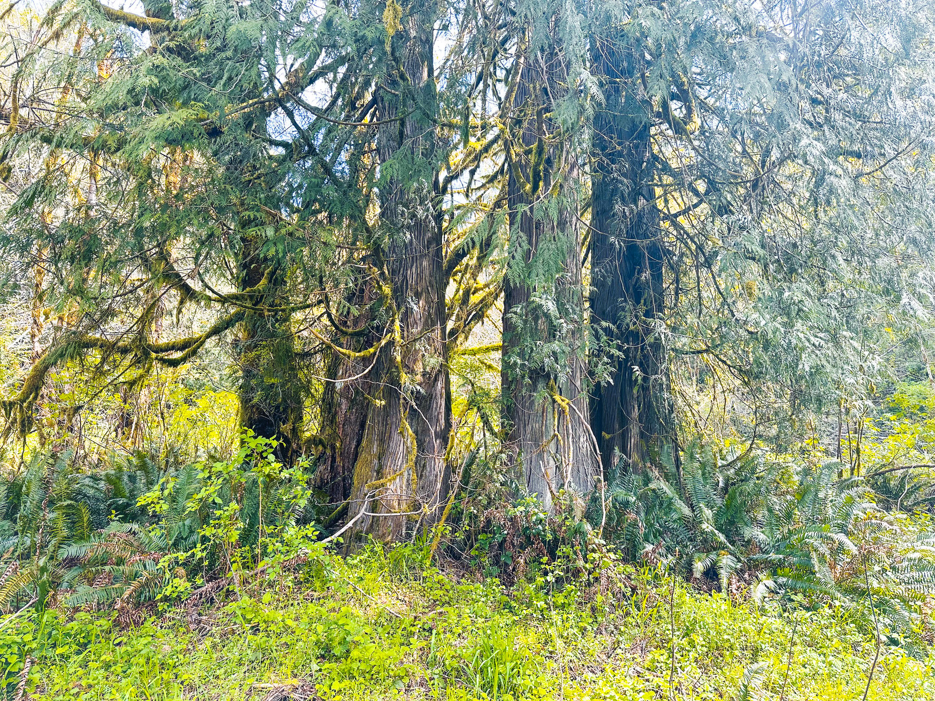 MILL CREEK FOREST