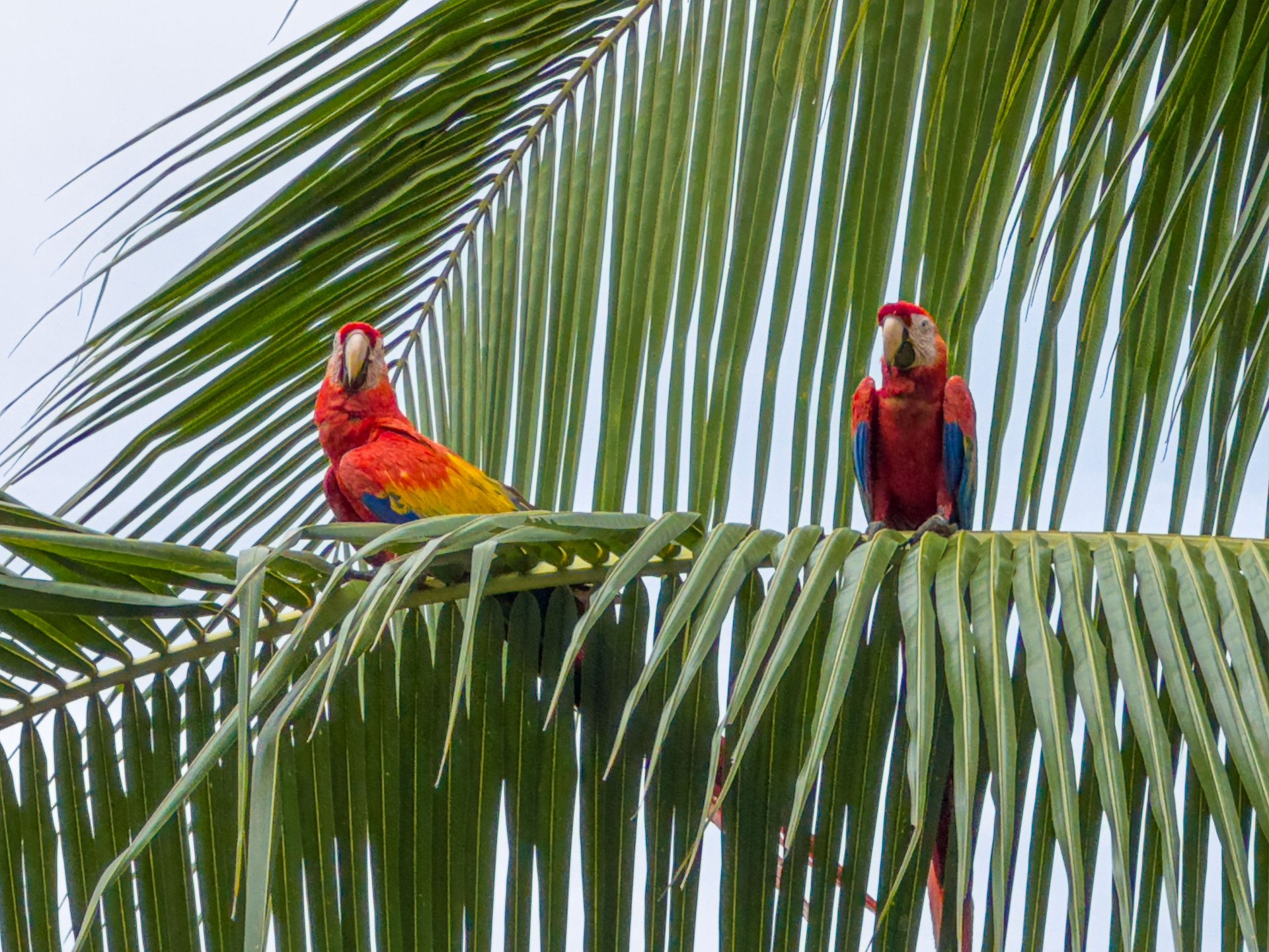 Casa Serenidad, Nature Lover's Dream Villa