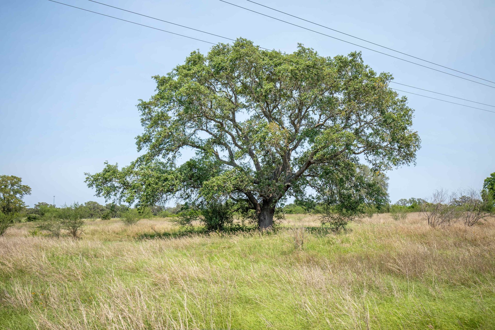 Green DeWitt Rd | 40.82± Acres | DeWitt County