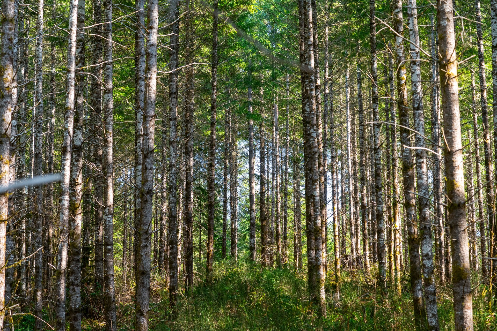 Camp Creek Forest