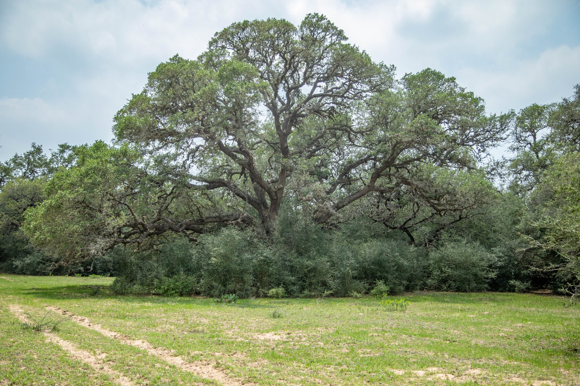 Five Mile Creek Reserve | 252.73± Acres-High Fence | DeWitt County, TX