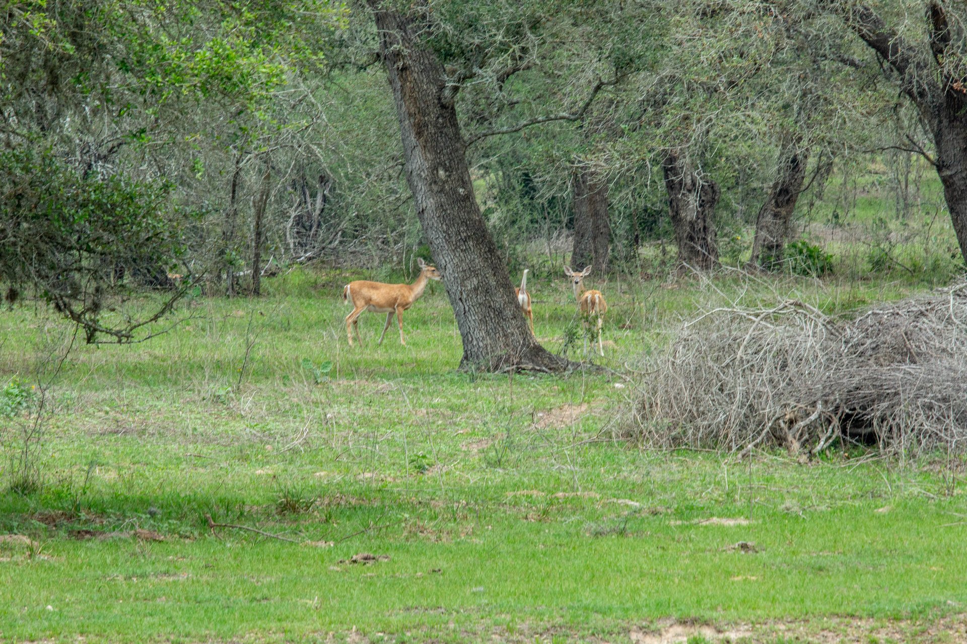 Five Mile Creek Reserve | 252.73± Acres-High Fence | DeWitt County, TX