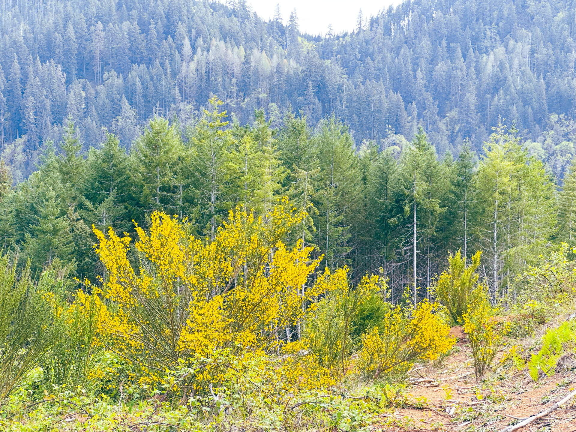 Walton Wild Woods