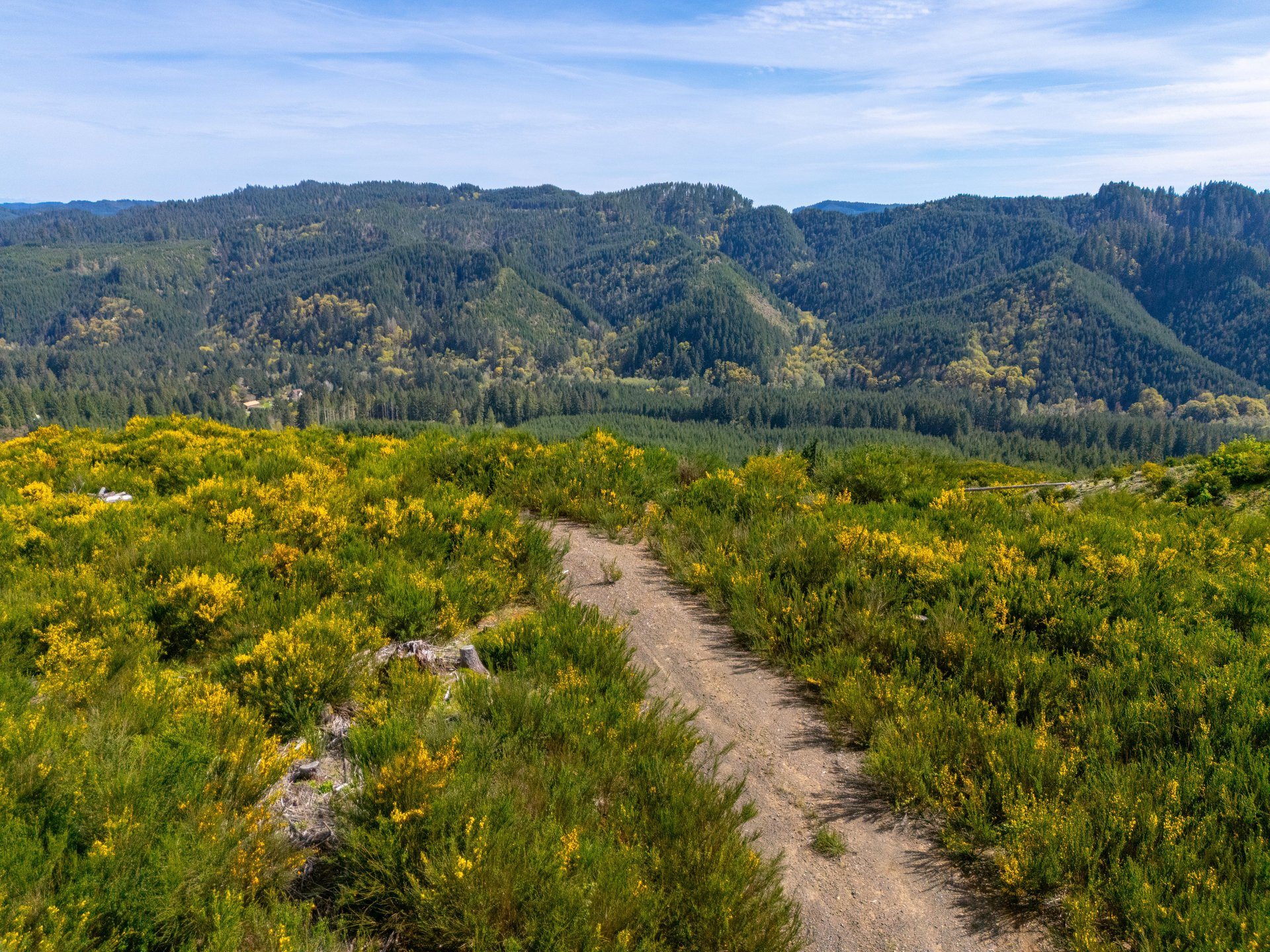Walton Wild Woods