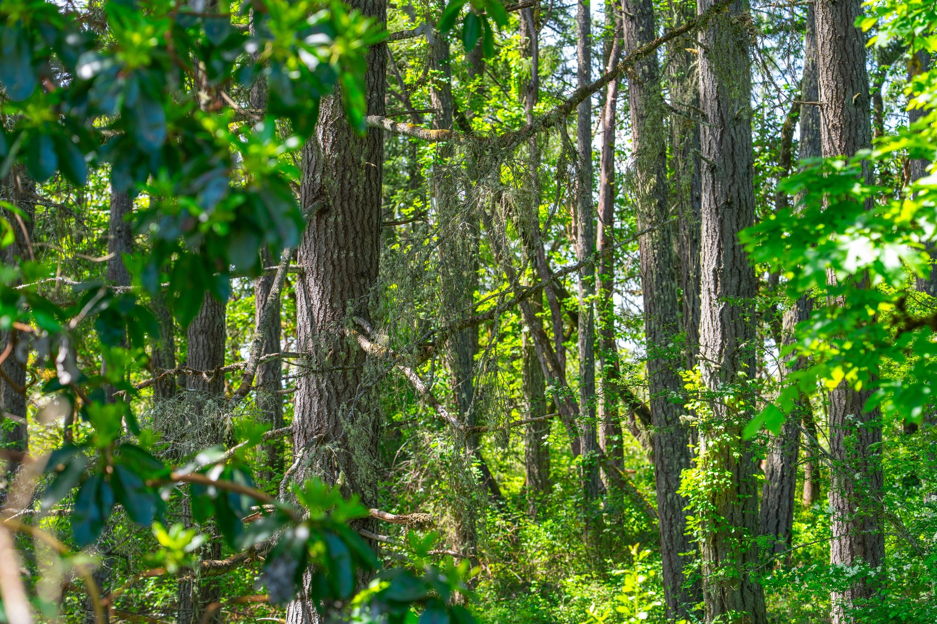 SUTHERLIN WOODLOTS