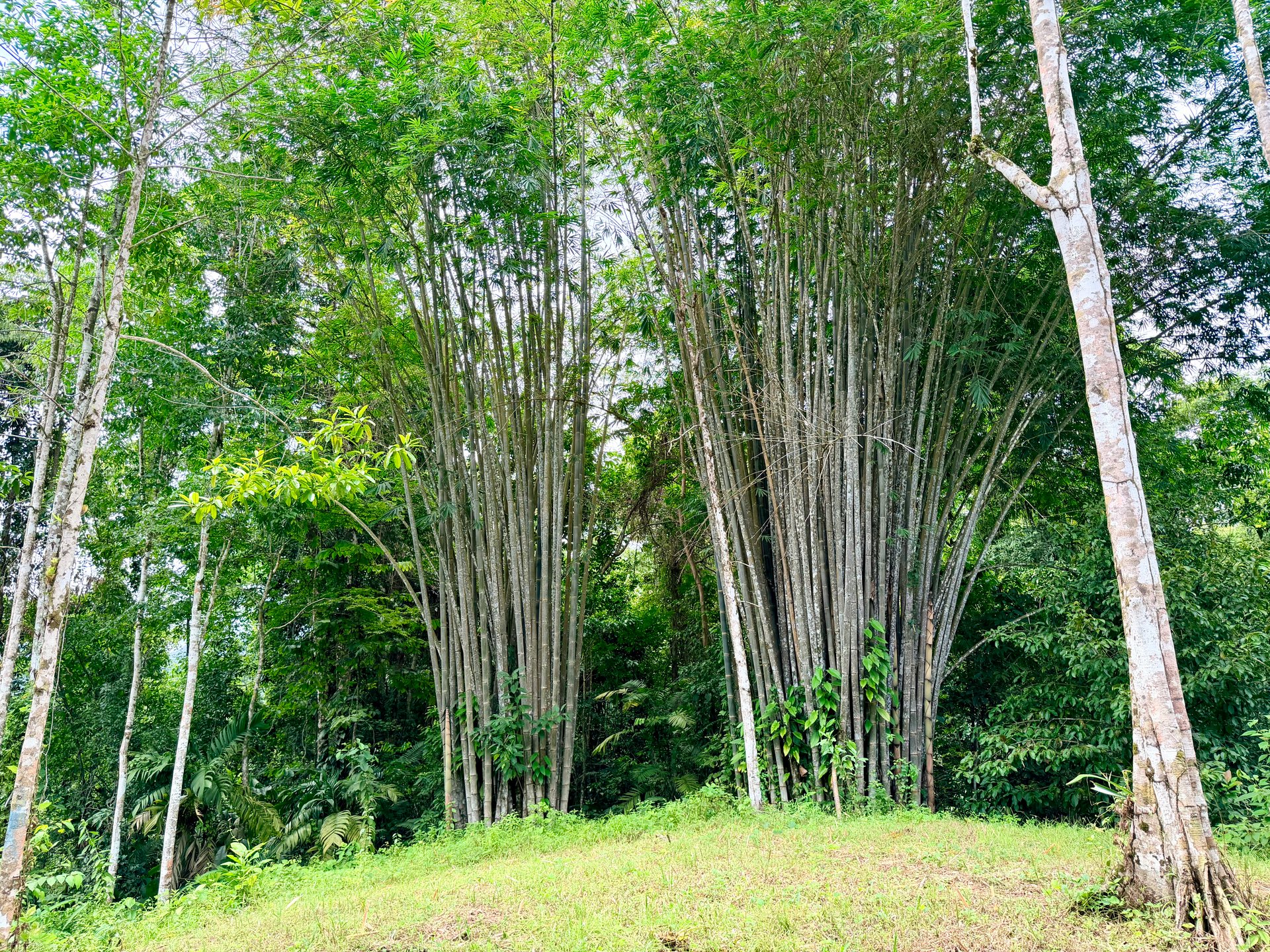 Uvita Development Farm - 45.4 Acres Estate