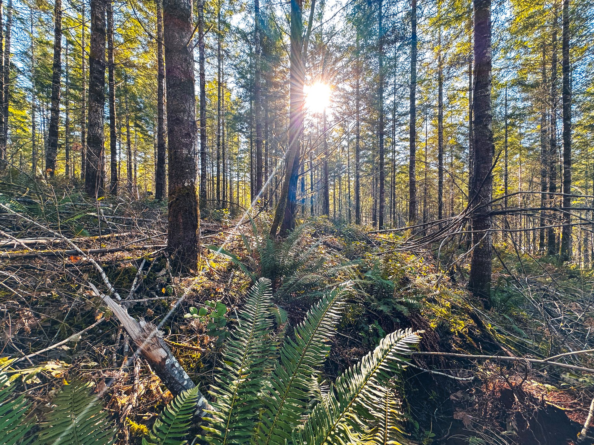 Camp Creek Forest