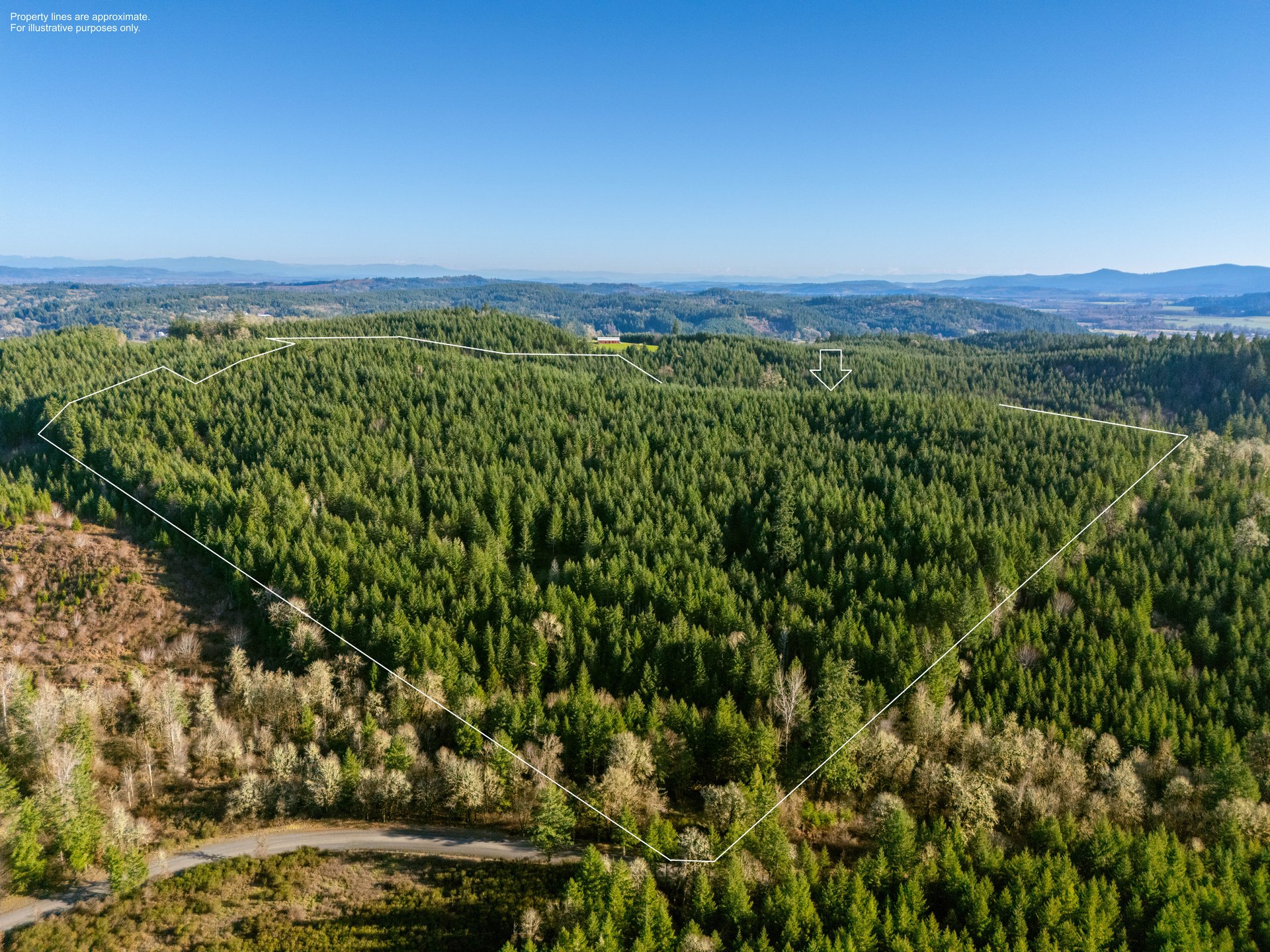 Liberty Forest Auction