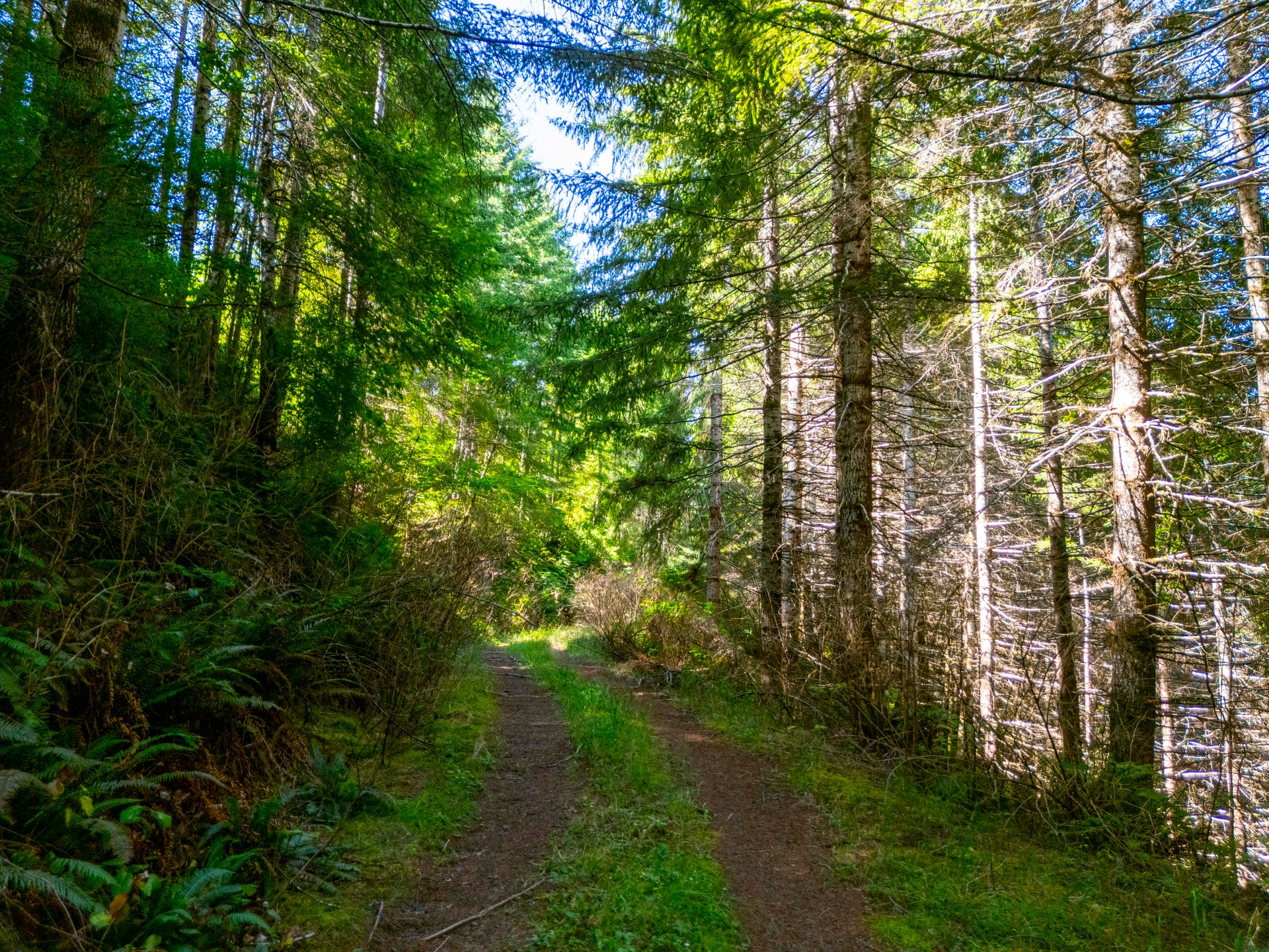 LINCOLN-HILLTOP TREEFARM Sealed Bid Offering 