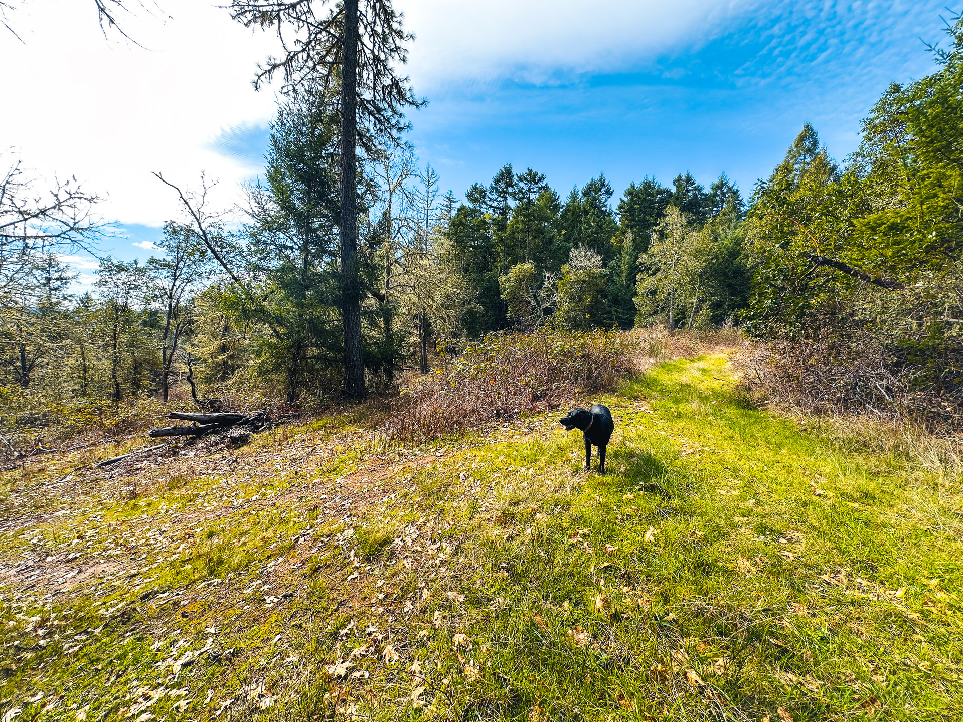 SUTHERLIN HEIGHTS