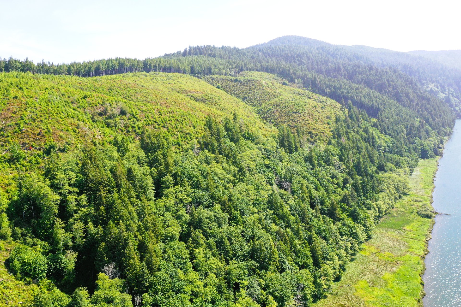 Alsea Estuary Forestland