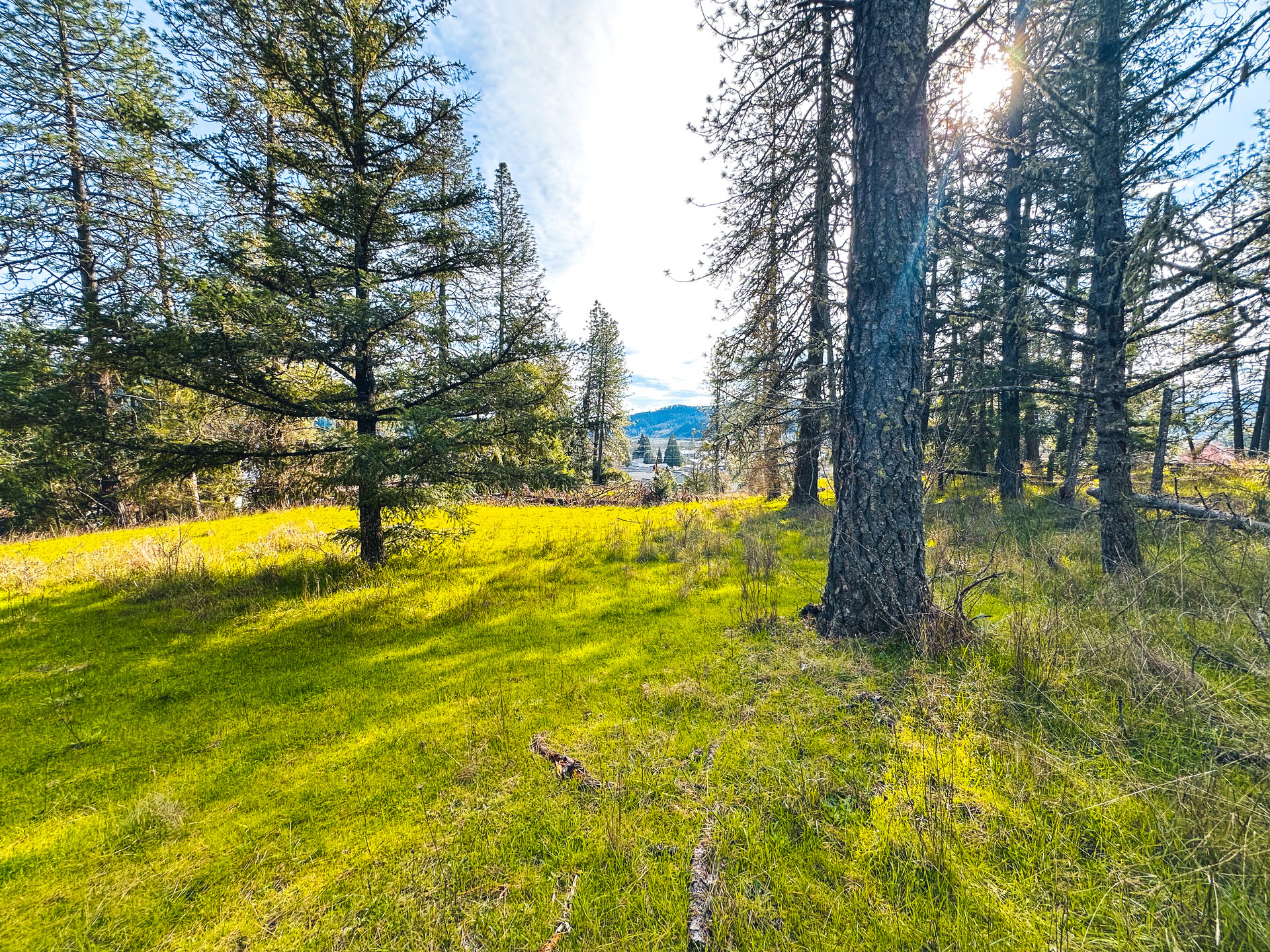 SUTHERLIN WOODLOTS