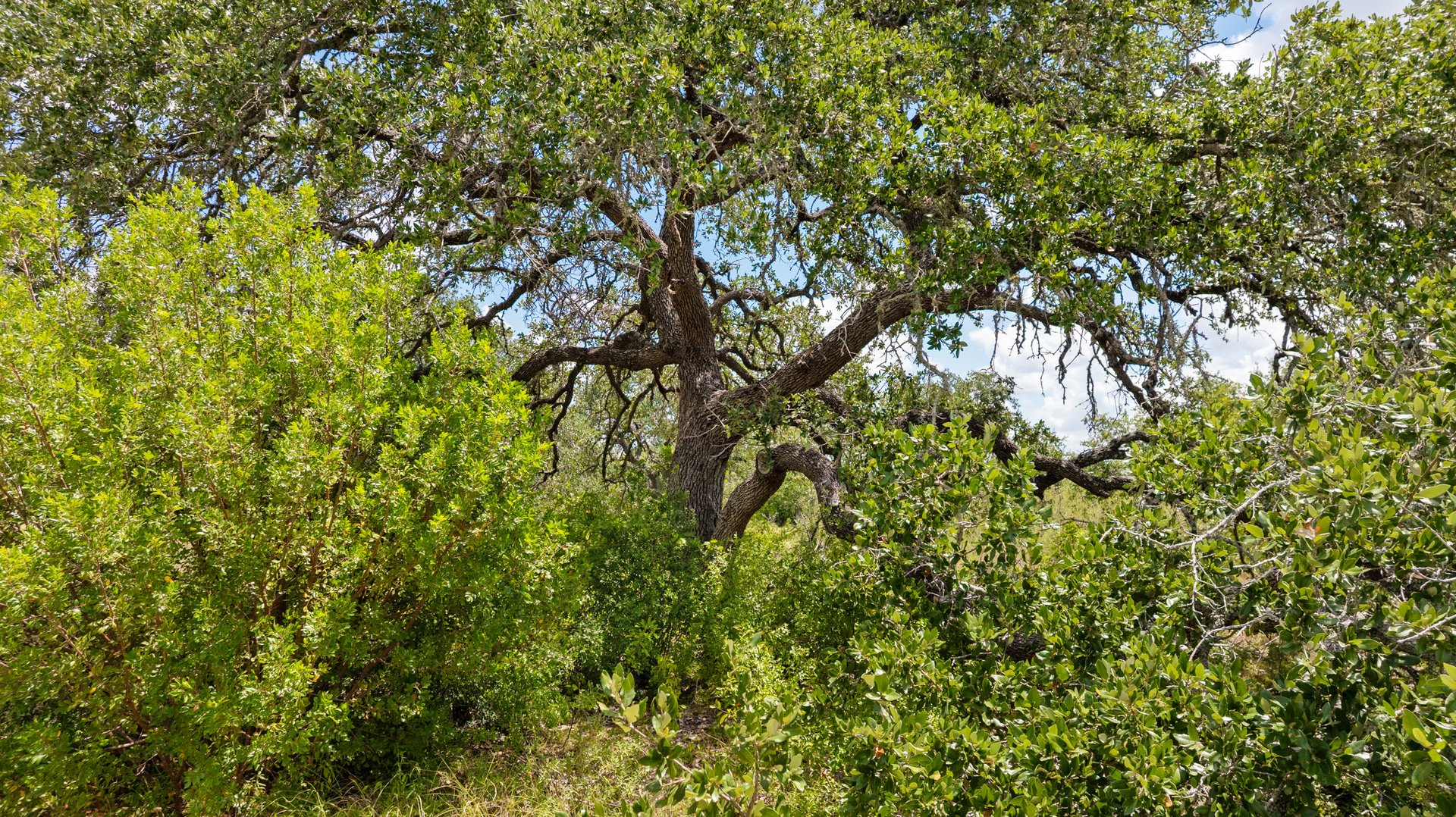 5300 Spring Preserve Trail LOT