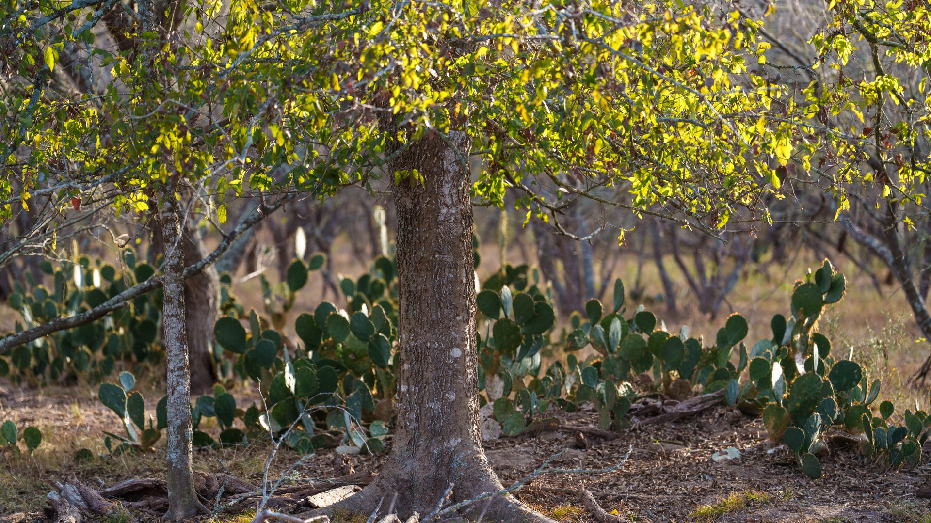 Gonzales County | 104+/- Acres