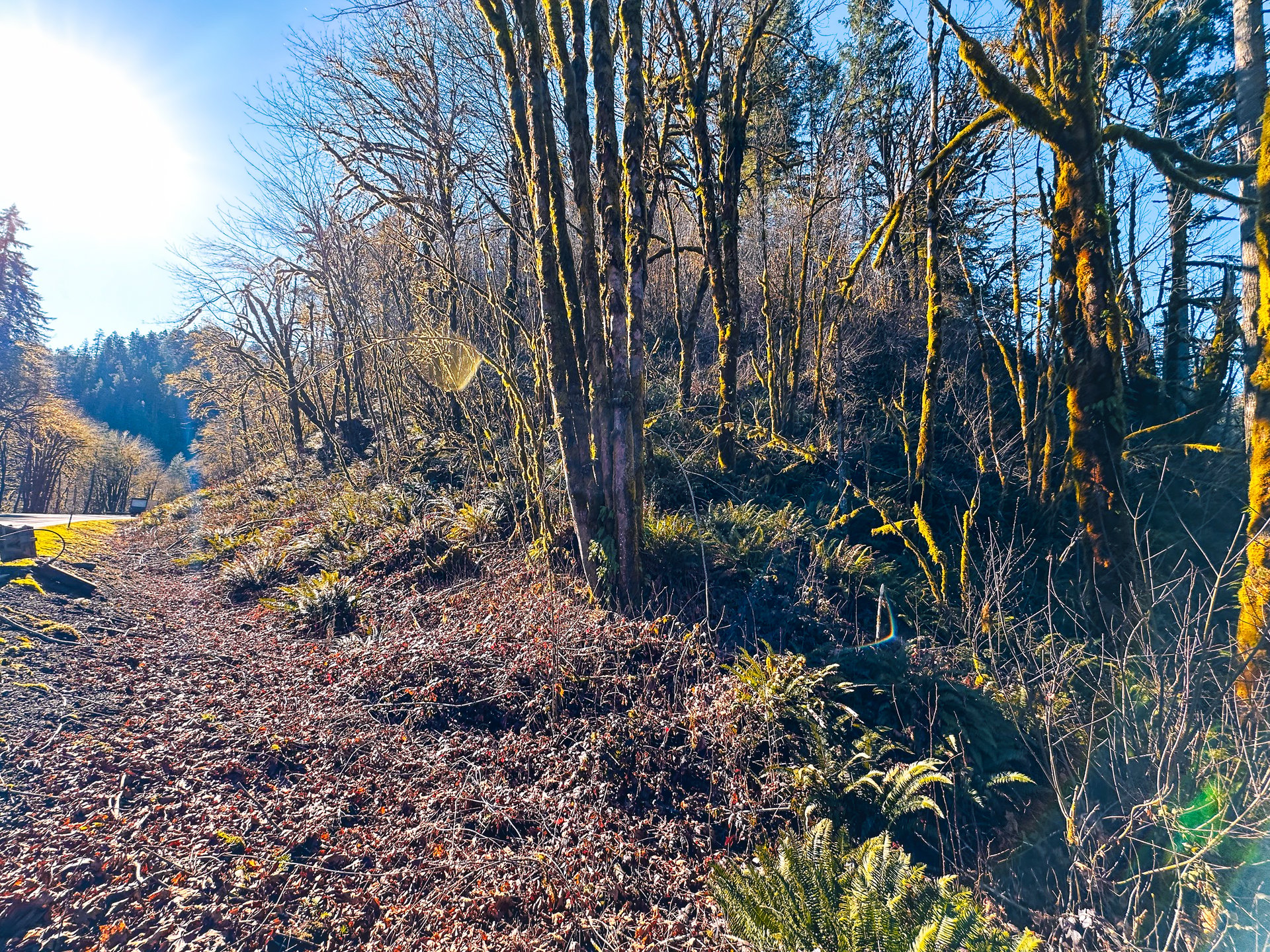 Waite Creek Woodlands