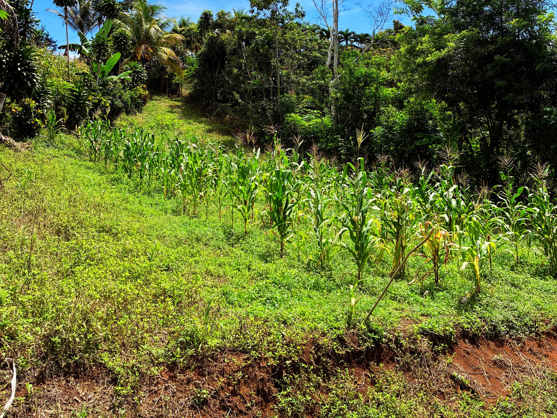 Productive Agricultural Farm with Valley Views in Cristo Rey of Platanares, Pérez Zeledón