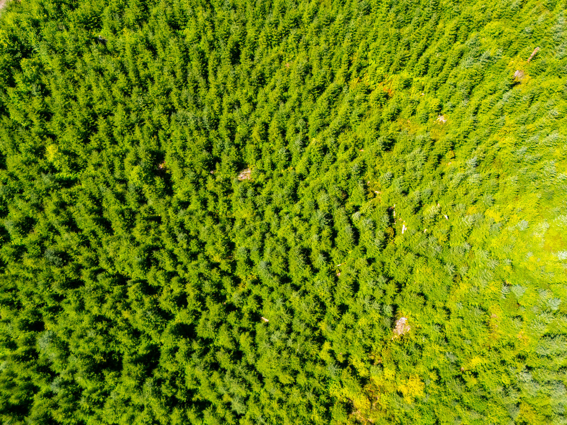 LINCOLN-HILLTOP TREEFARM Sealed Bid Offering 
