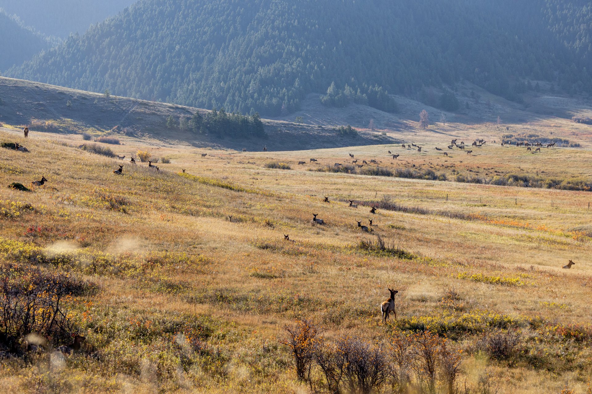 Box Elder Ranch