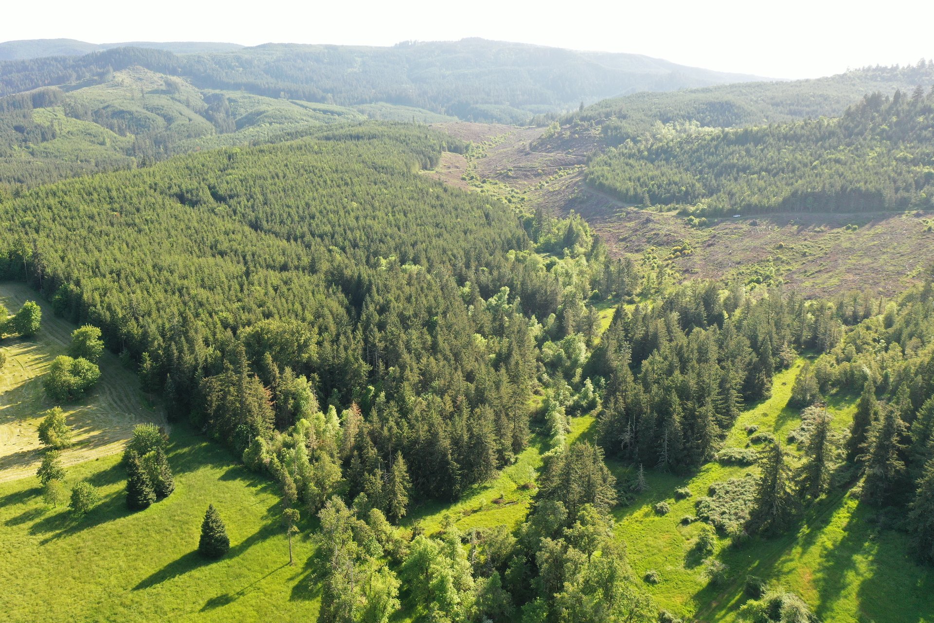 KIMBALL FOREST