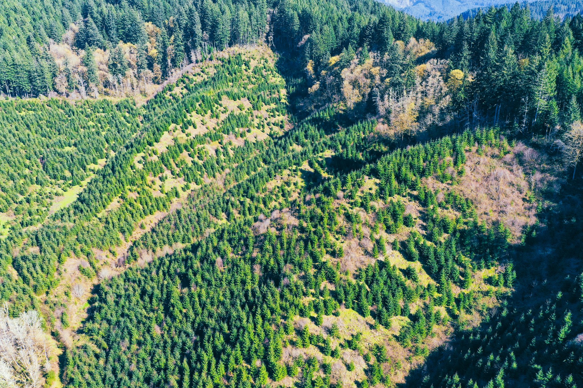 Coyote Creek Forest