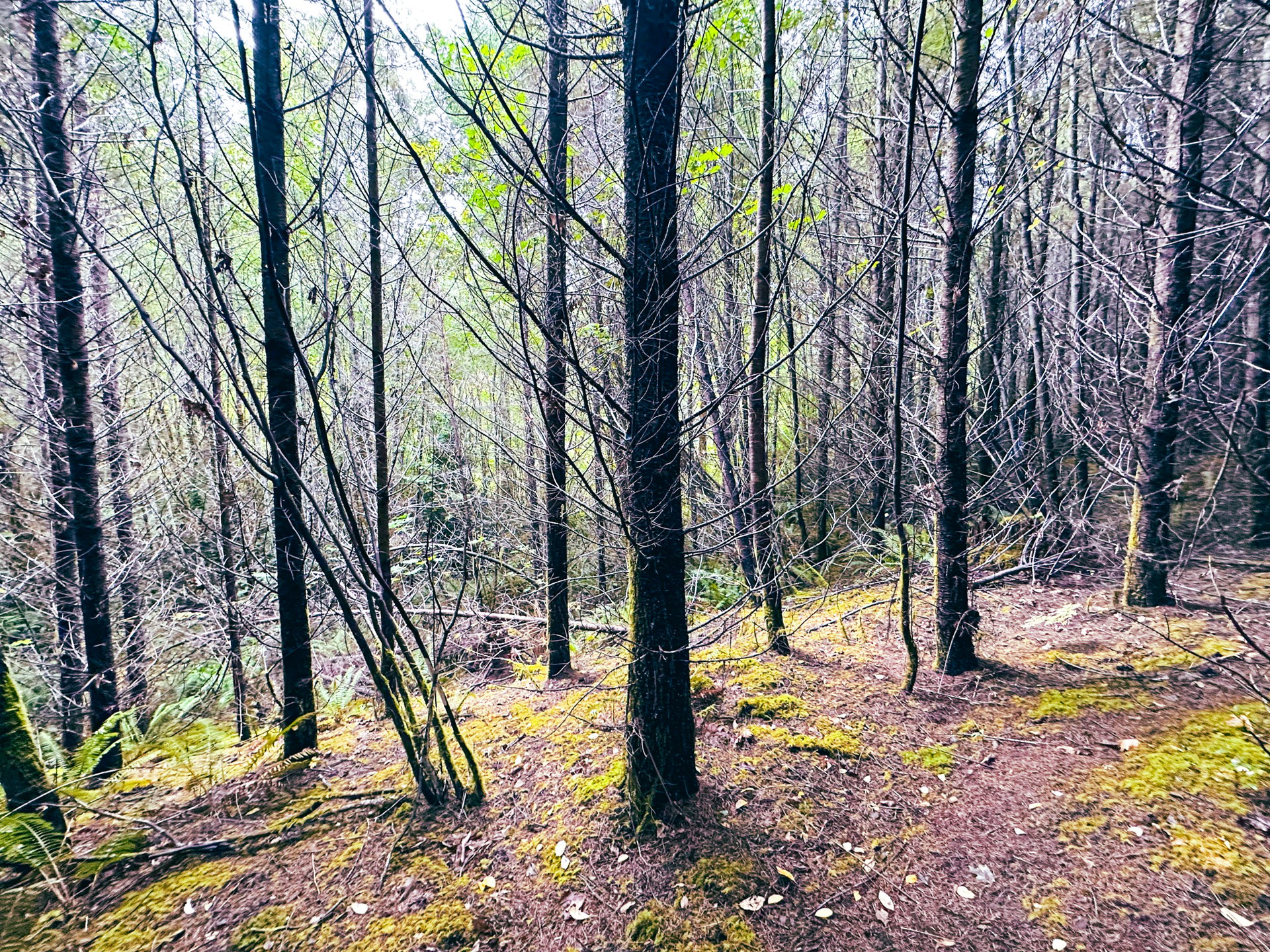 Little Forest