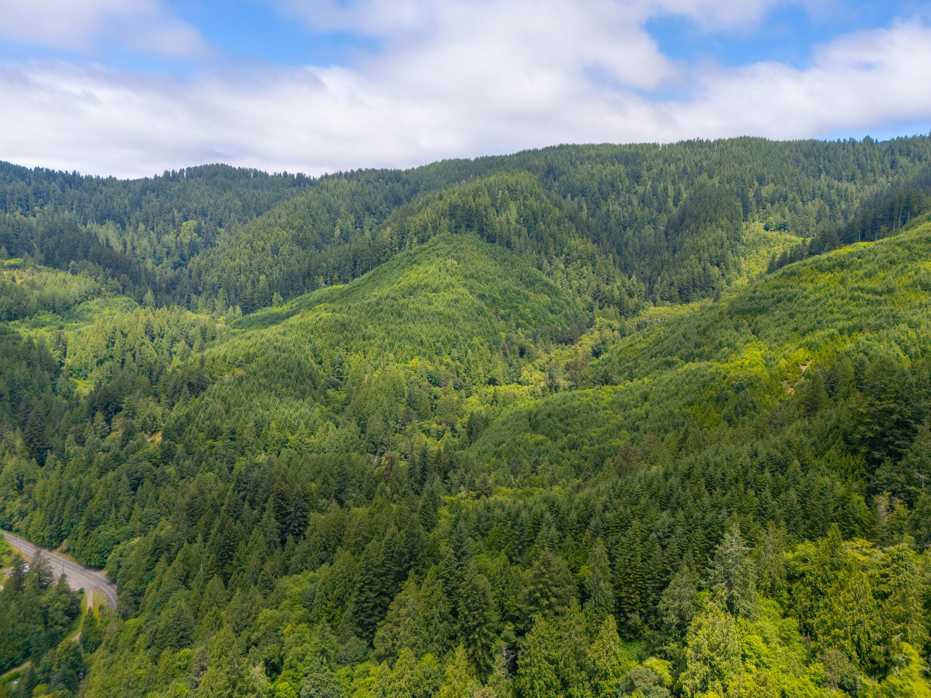 MILL CREEK FOREST