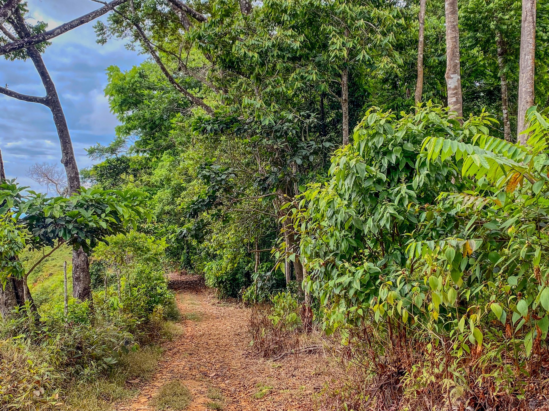59.35 ACRES- Ocean And Mountain View Land, 6 Building Areas, Legal Water, Public Road, 20min From Beaches!!!