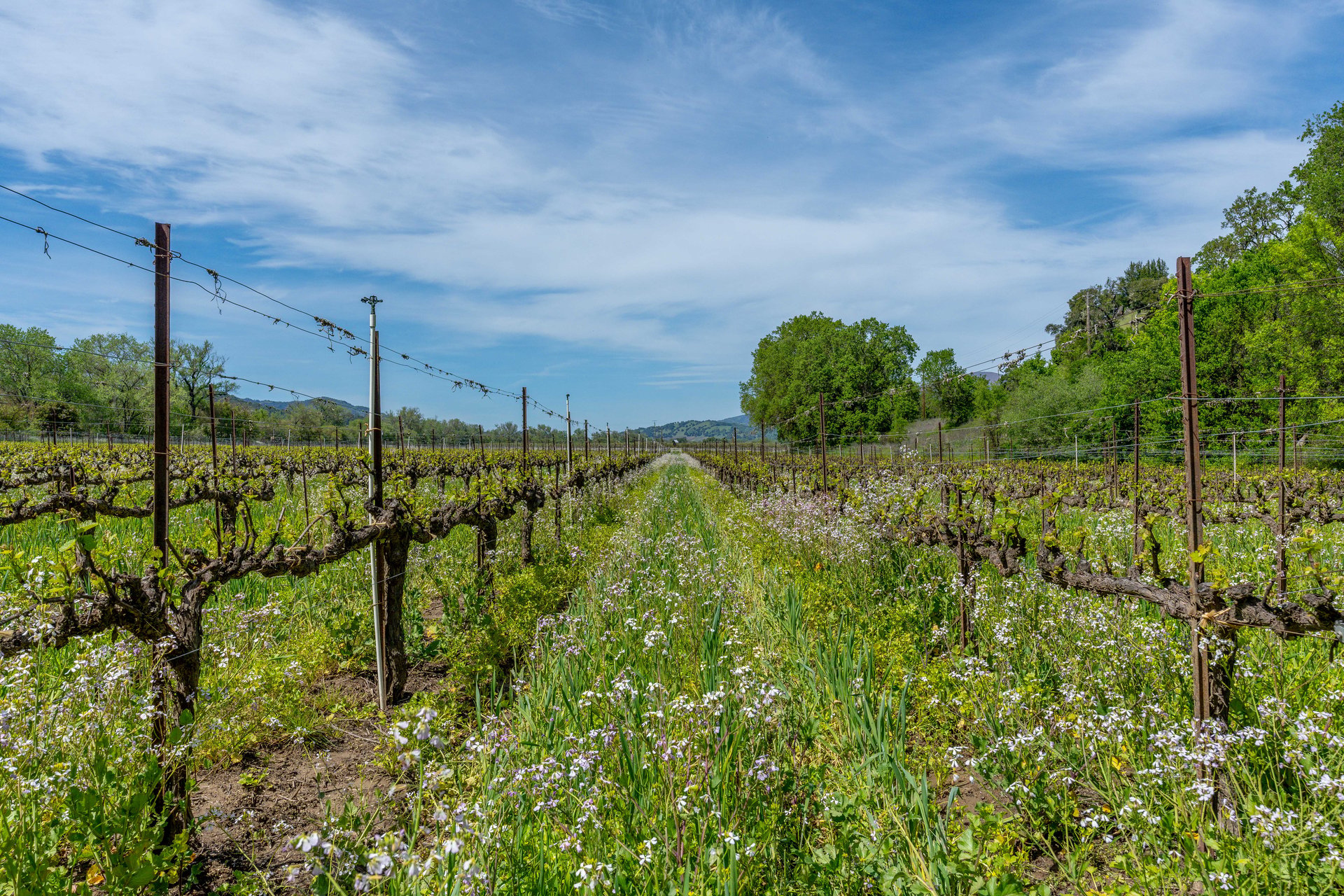 The Hopland Hills Ranch