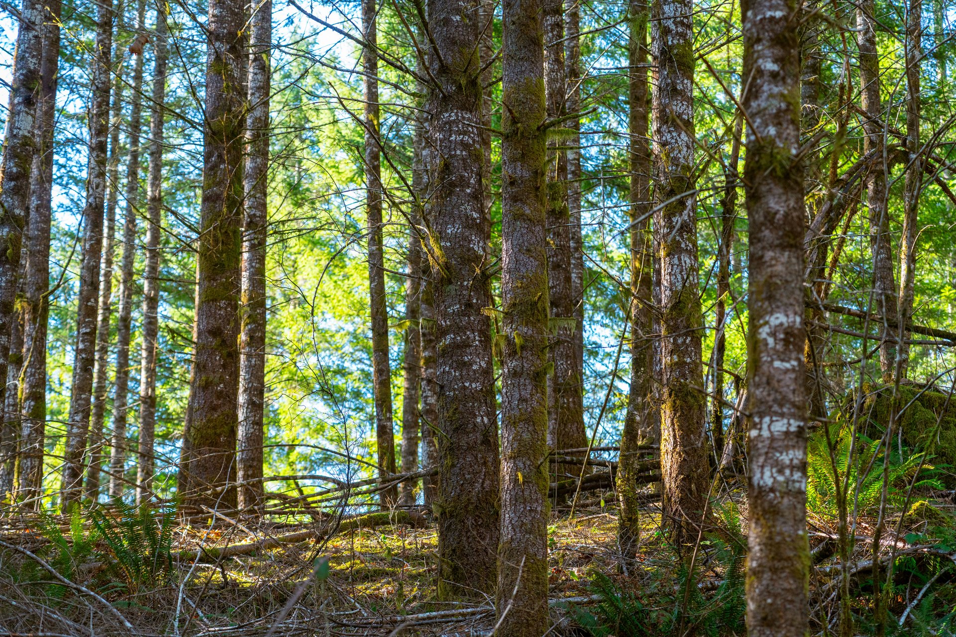 Camp Creek Forest