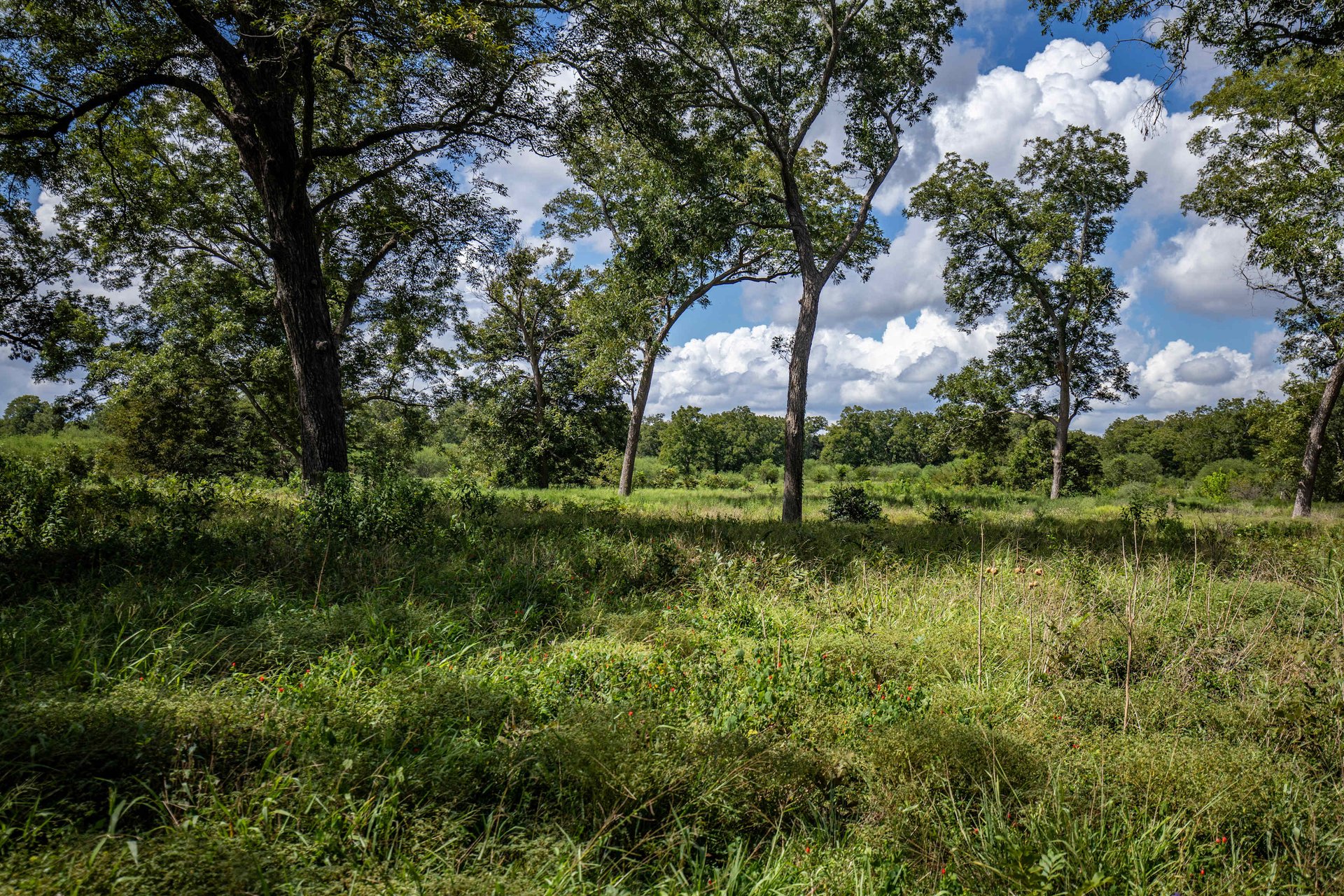 Lovers Lane River Ranch | 140± Acres | DeWitt County