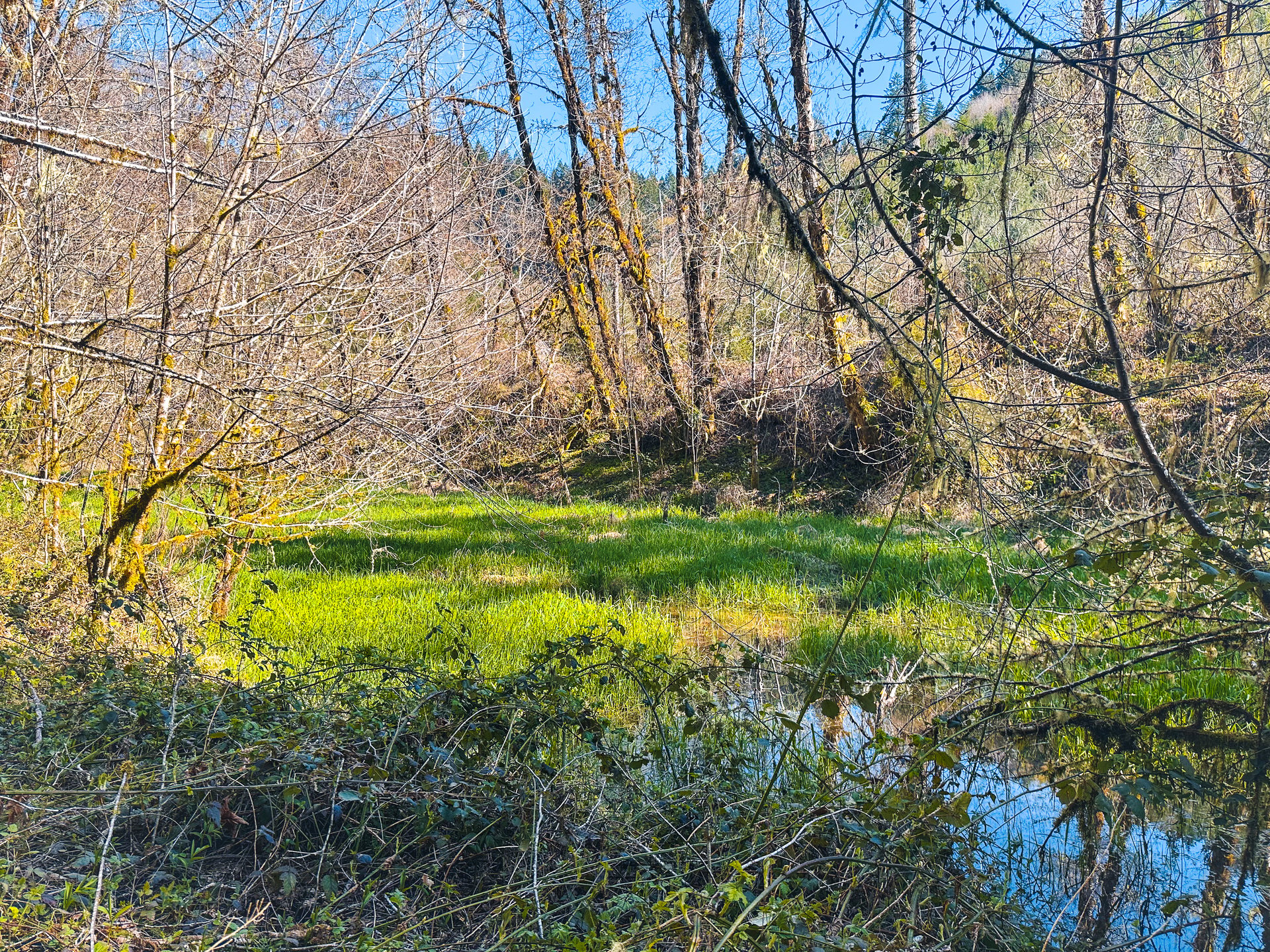 Coyote Creek Forest