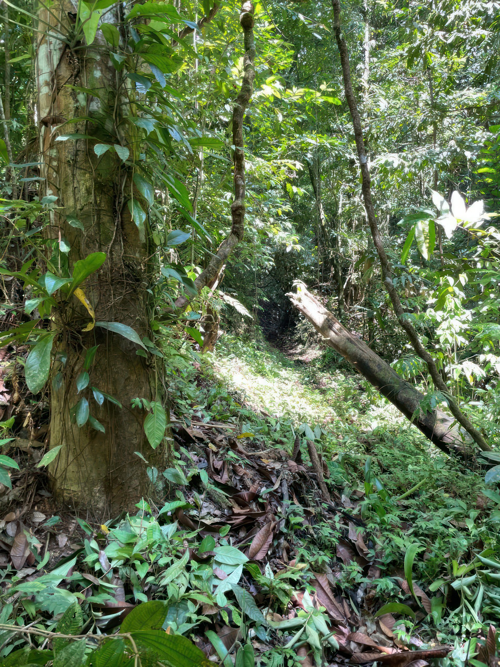 61 Acres of Pure Nature for Off-Grid Living & Conservation | Quepos