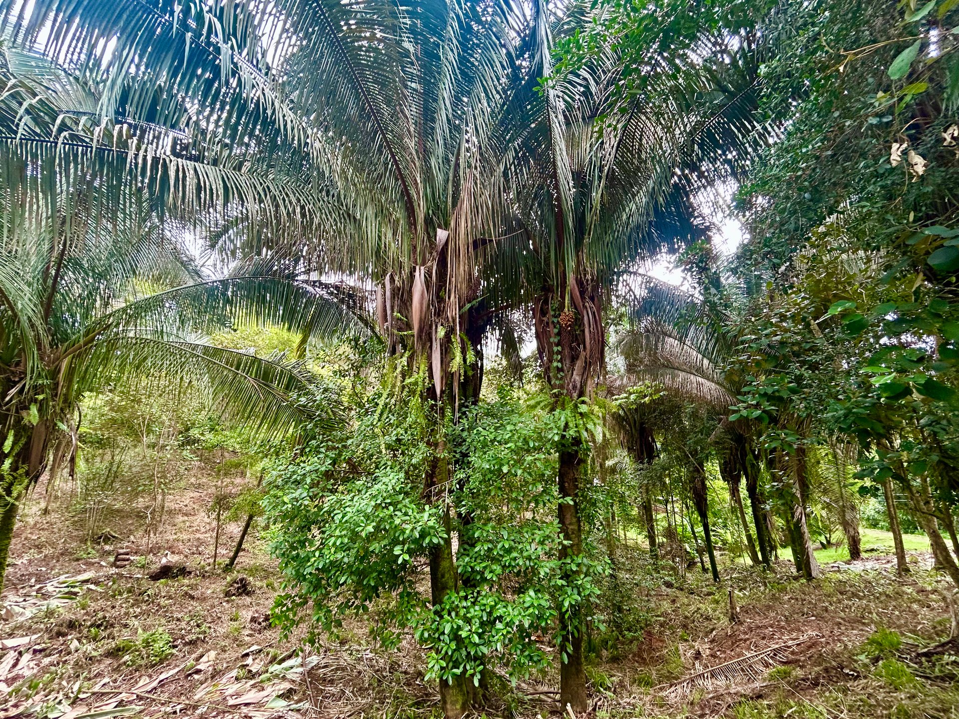 Over 1.4 Acres in Playa Hermosa – Just 5 Minutes from the Beach!