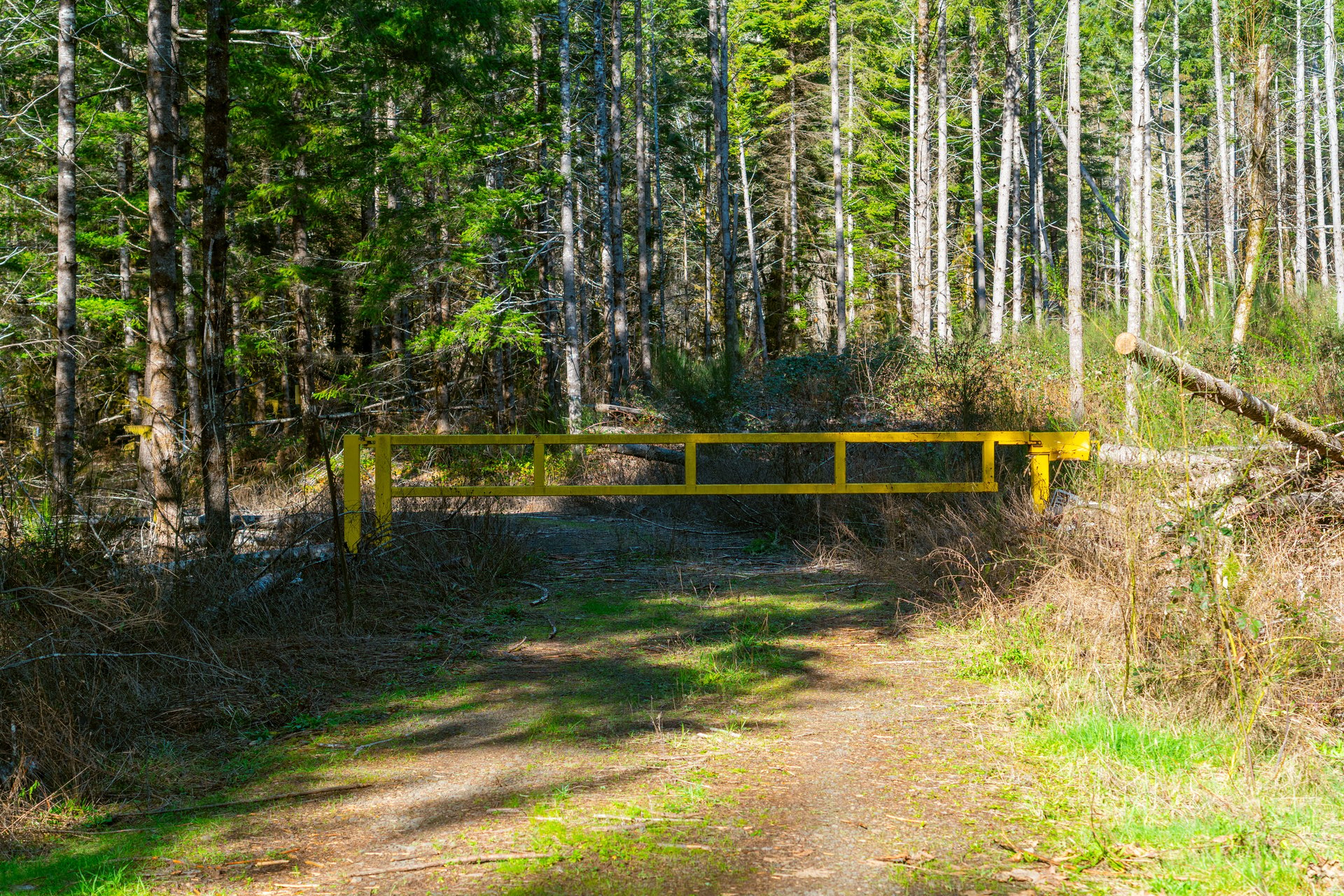 Camp Creek Forest
