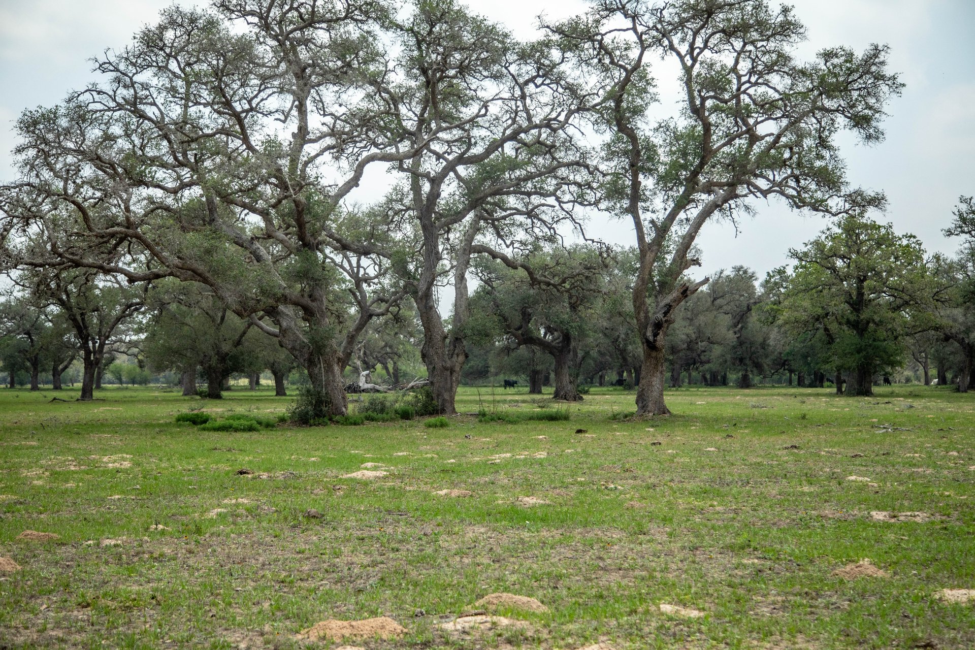 Five Mile Creek Reserve | 252.73± Acres-High Fence | DeWitt County, TX