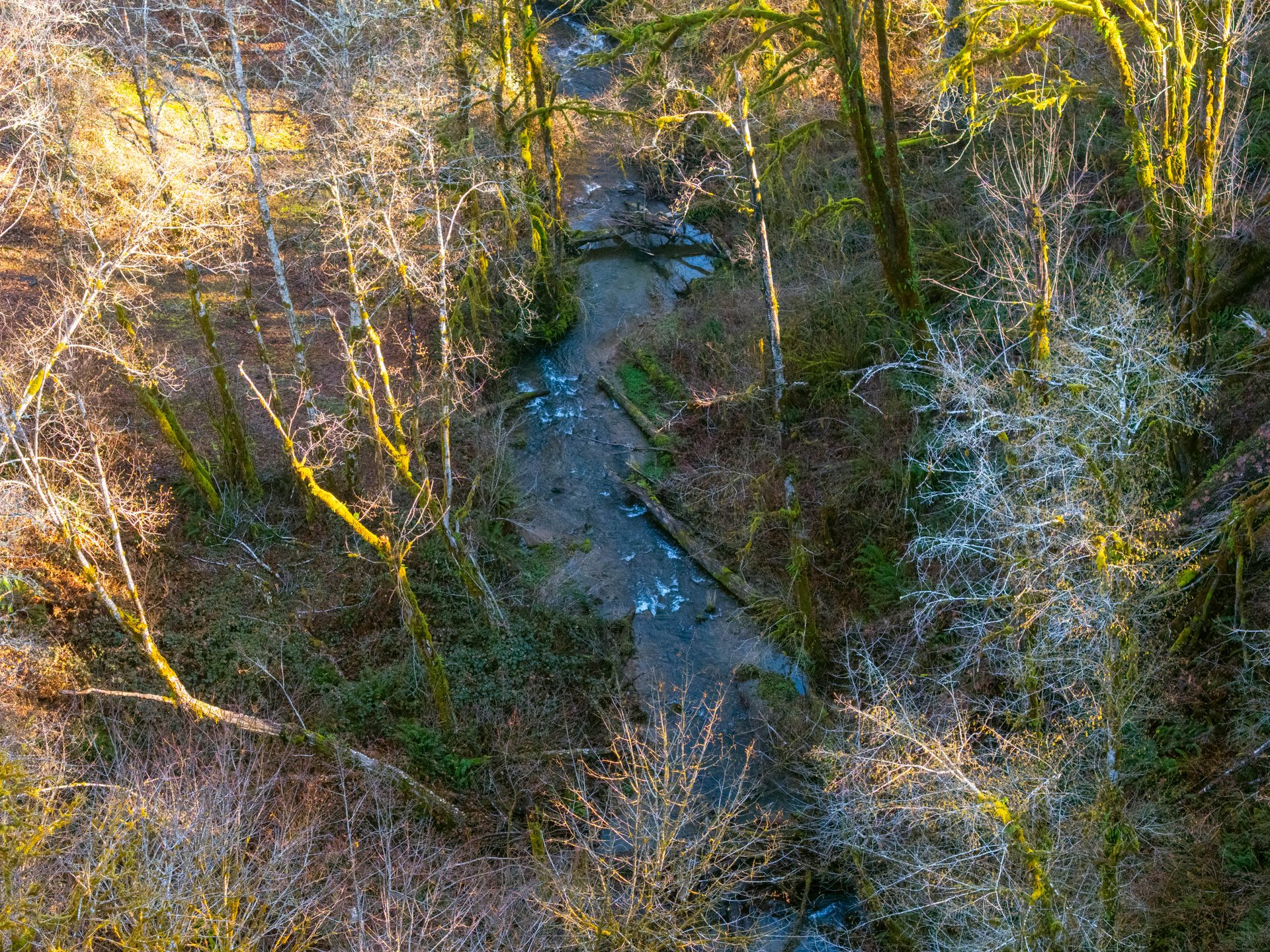 Waite Creek Woodlands