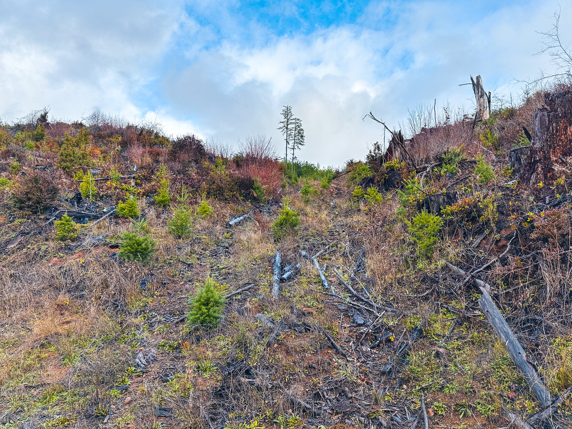 RICHARDSON TIMBER