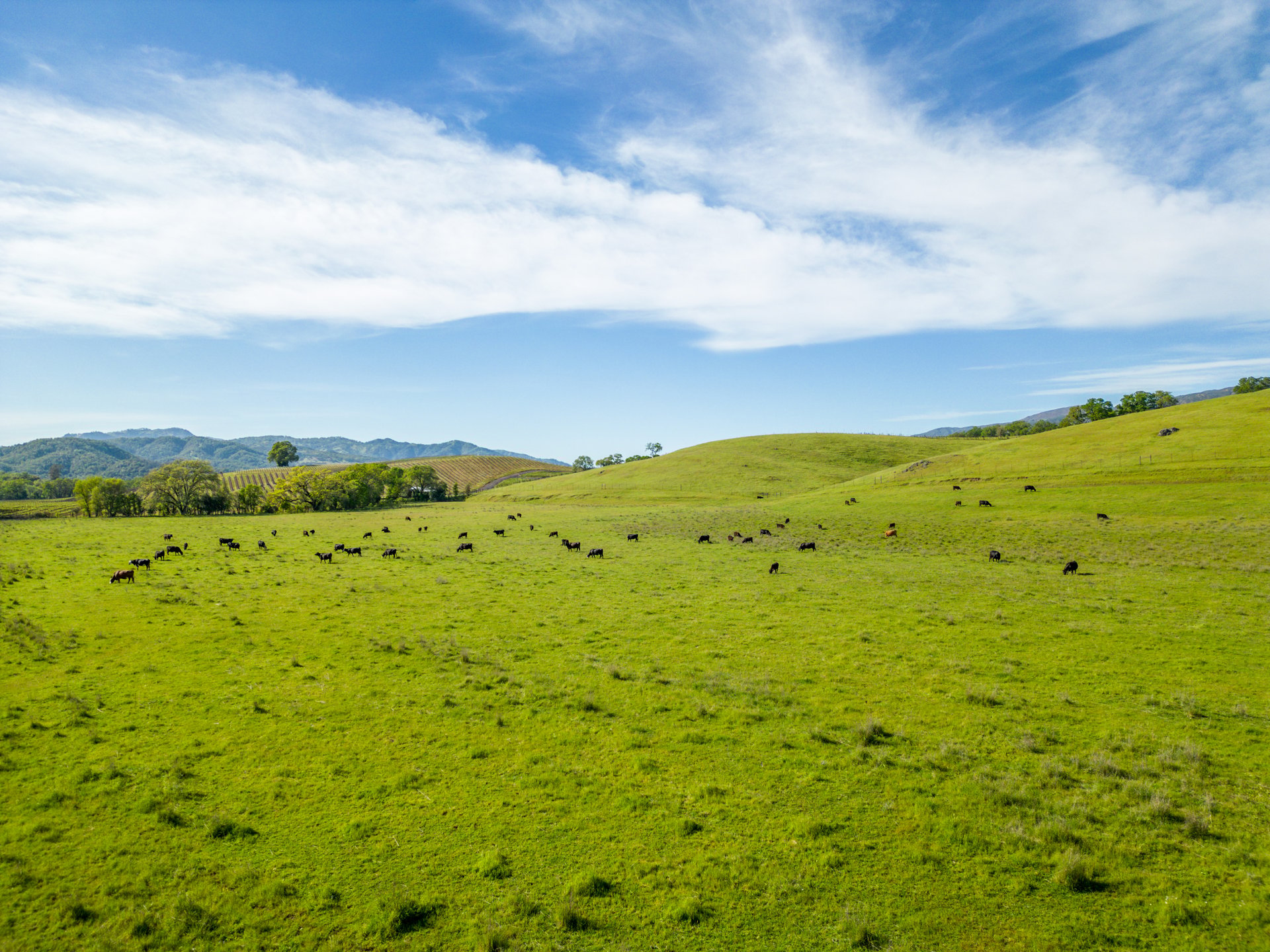 The Hopland Hills Ranch