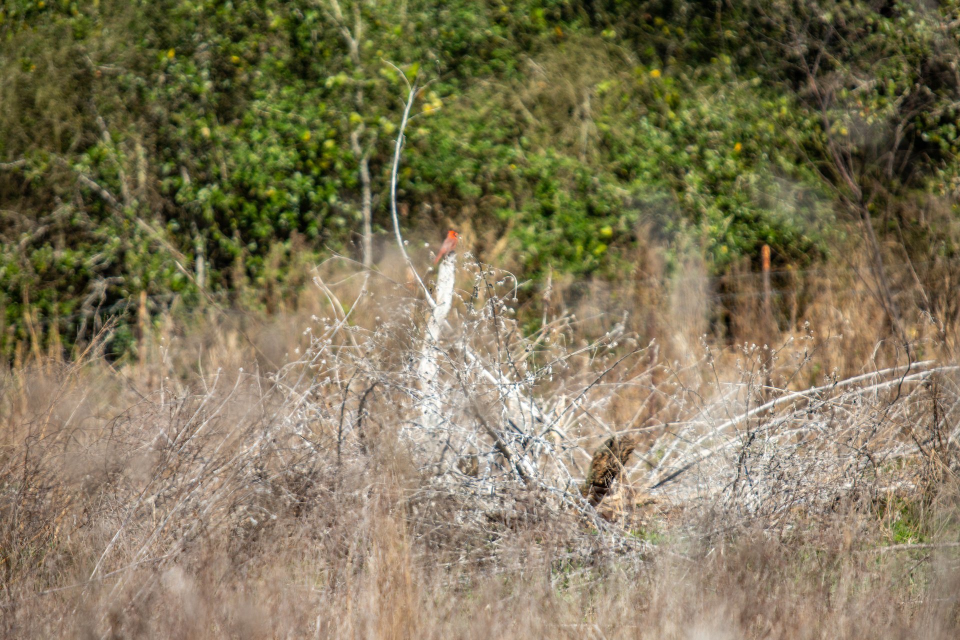 Lamar Peninsula Development Tract |  51.81± Acres | Aransas County