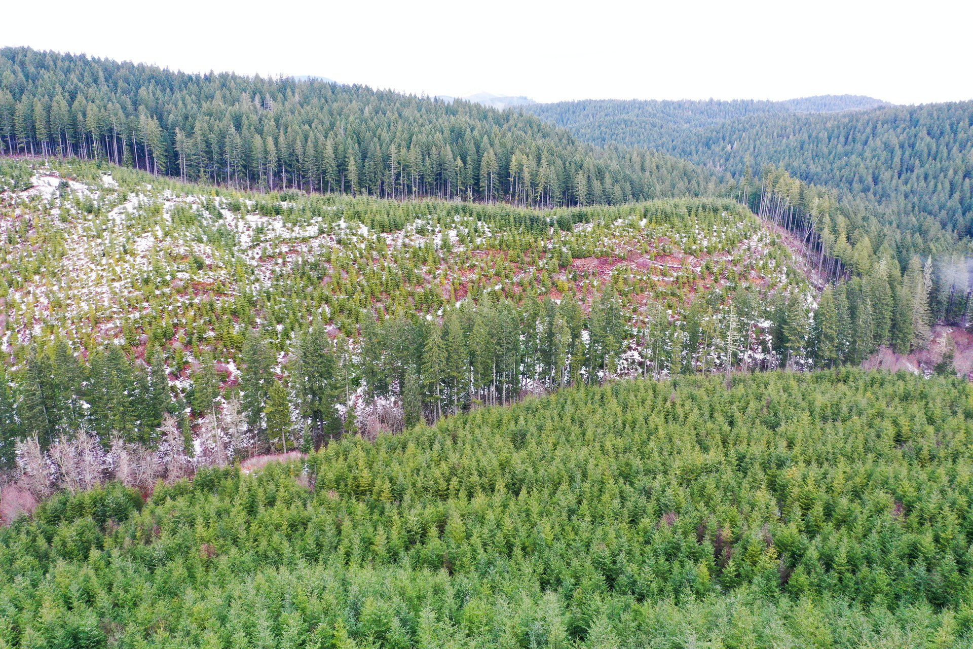 ARC Woods