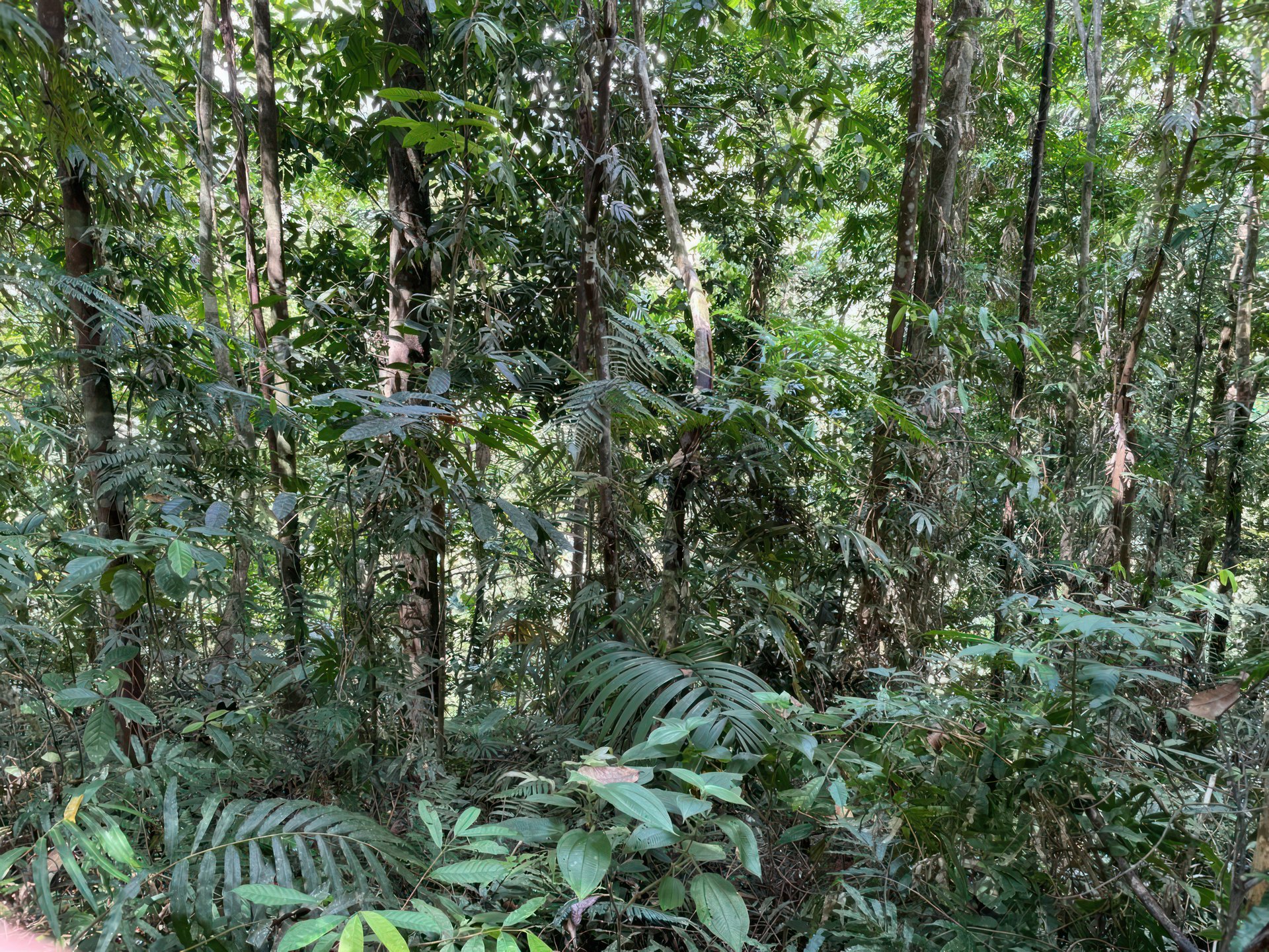 61 Acres of Pure Nature for Off-Grid Living & Conservation | Quepos