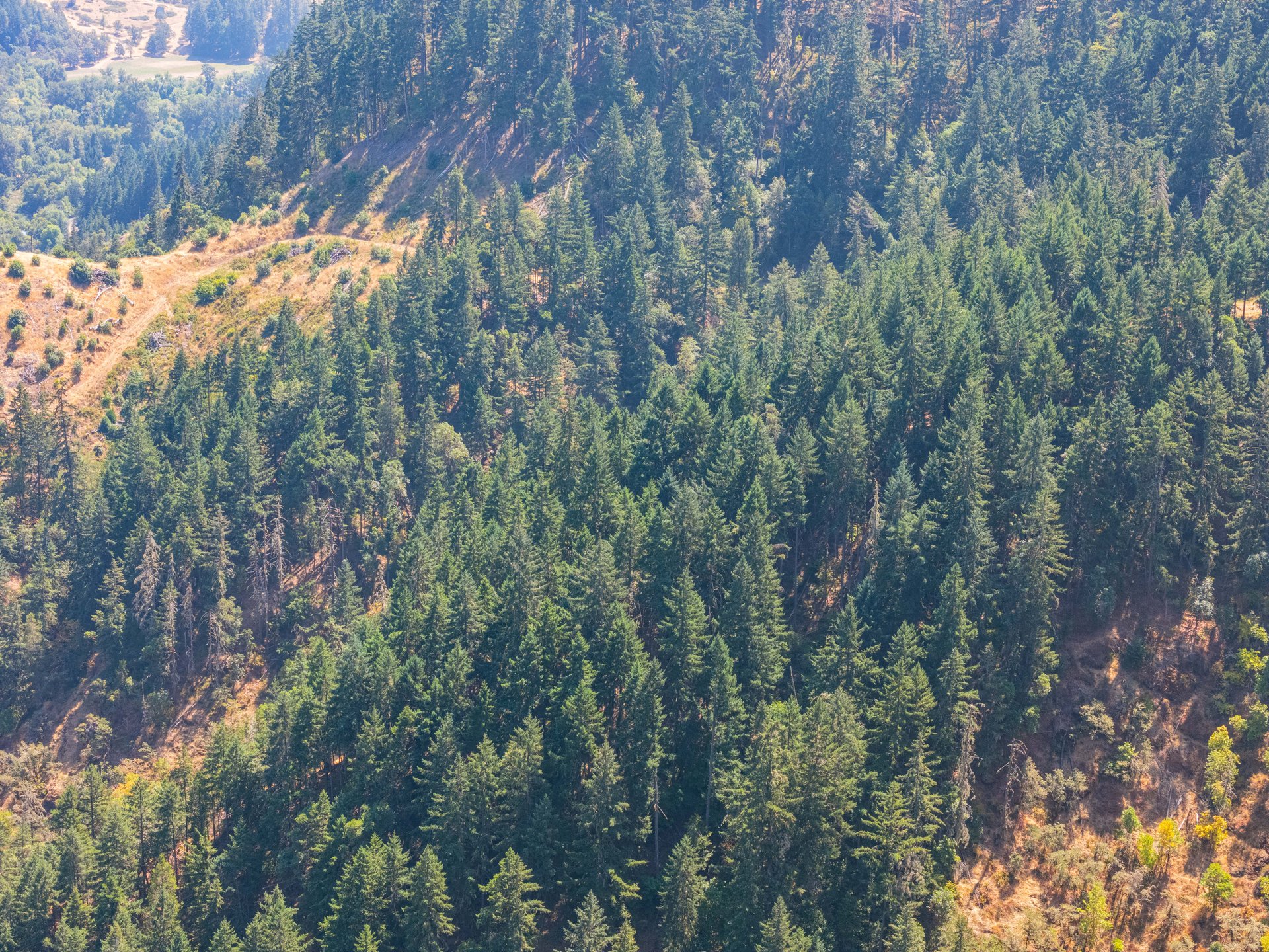 STRICKLAND BOULDER FOREST