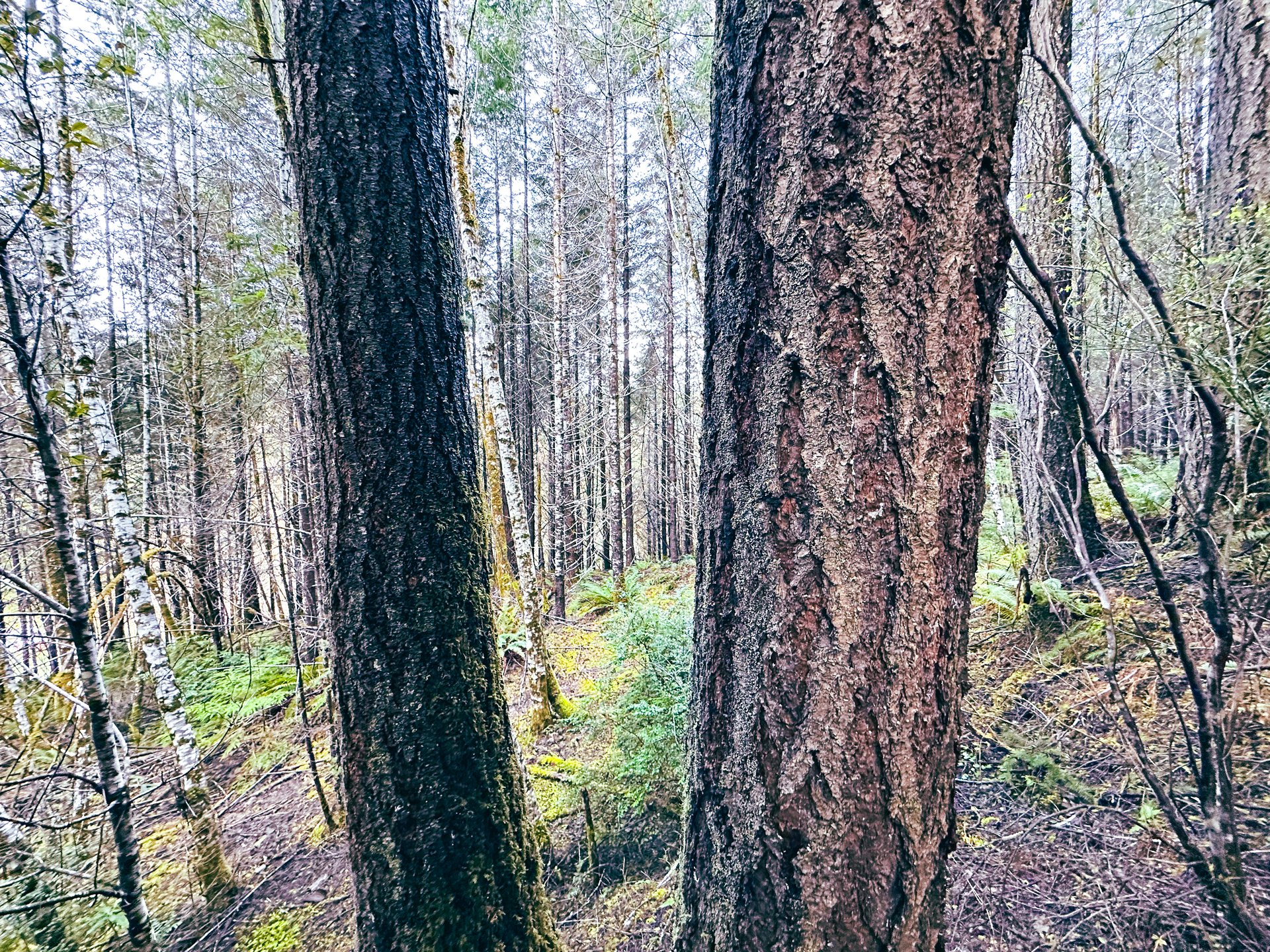 RICHARDSON TIMBER