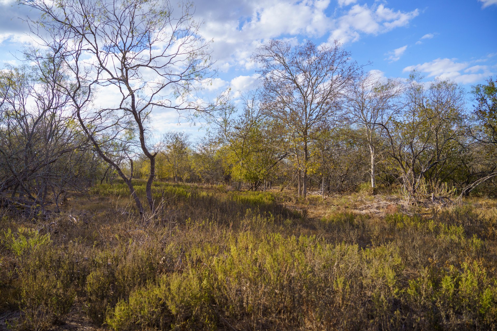 Gonzales County | 104+/- Acres