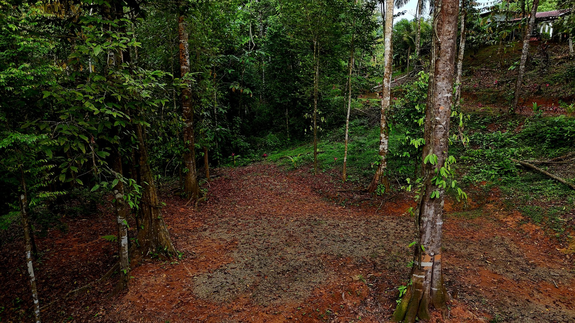 3.75-Acre Jungle Lot with Creek in Ventanas de Osa, Puntarenas